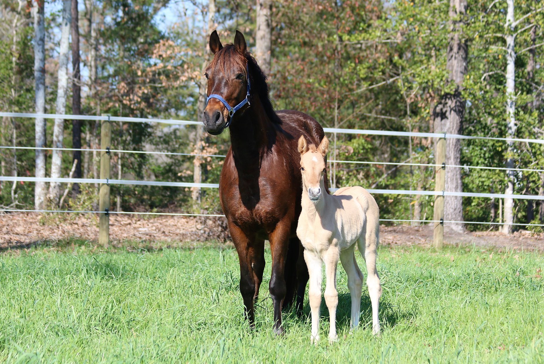 2019 Daisy filly by FS Don't Worry - dam Die Chanel.jpg