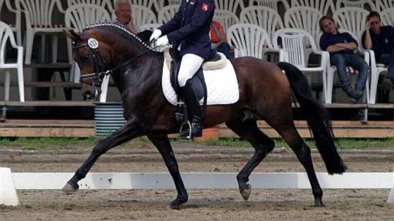 der-feine-lord-at-german-riding-pony-stallion-brown-dressagehorses-sire-showjumpers-breedinghorses-steinfurt-1296082_2.jpg