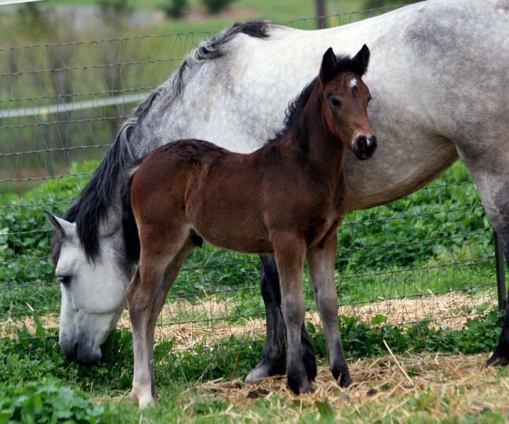 Redbuds Robin Goodfellow 2010 Colt Foal Sired by *Wildwych Eclipse and out of Special Premium Mare Century Hills Taylor Maide.jpg