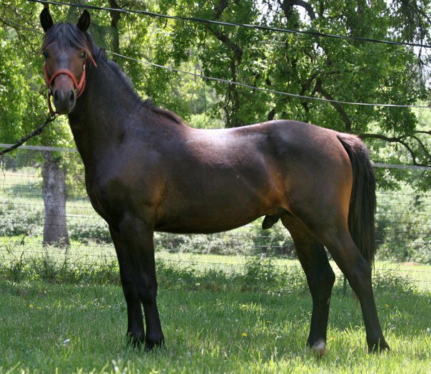 One Year Old Colt:Gelding Redbuds Robin Goodfellow (Wildwych Eclipse x Century Hills Taylor Maide:Maplehurst Micheal MacDaire).jpg