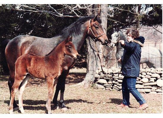 Hideaways Smitheranne, baby Dallen McMor, stallion Rosenaharley Laurens in background.jpg