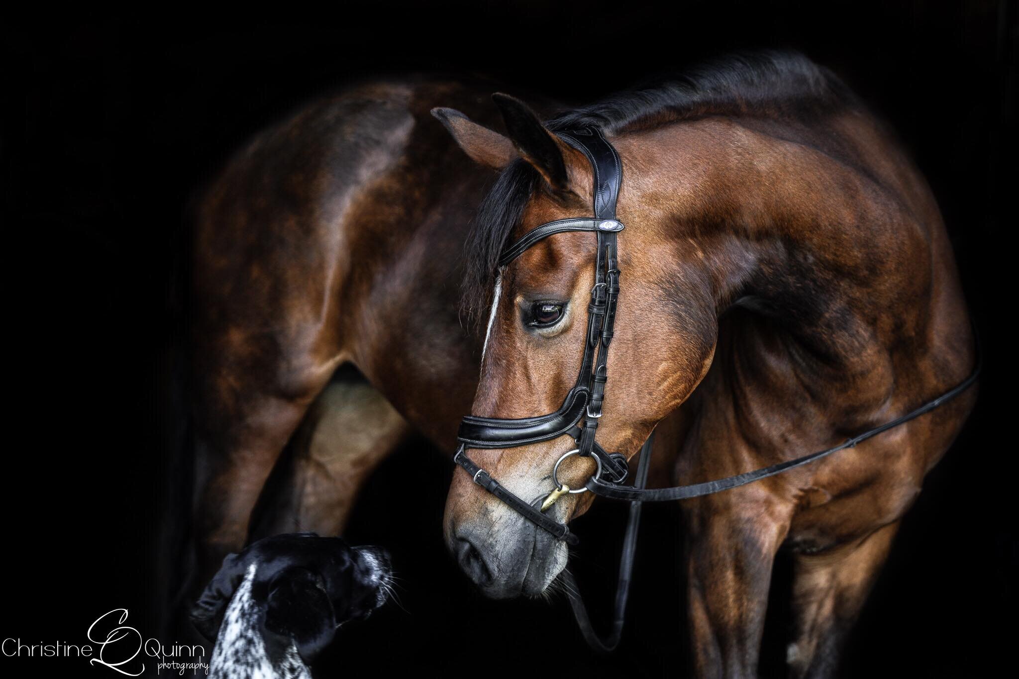 Fiona | Elhanan Equestrian | German Riding Pony | Dressage & Eventing | Aiken, SC2.jpg