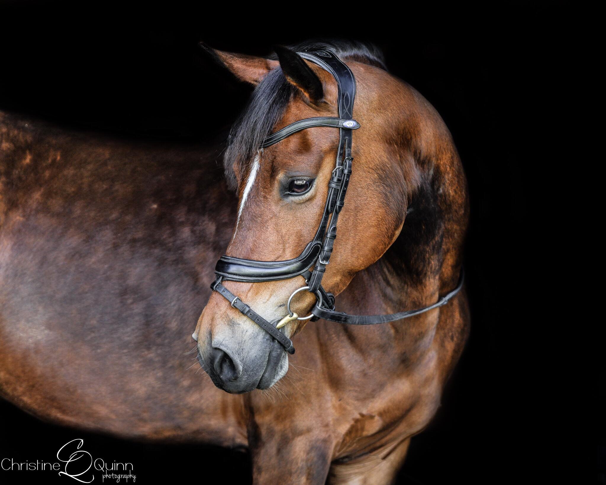 Fiona | Elhanan Equestrian | German Riding Pony | Dressage & Eventing | Aiken, SC1.jpg