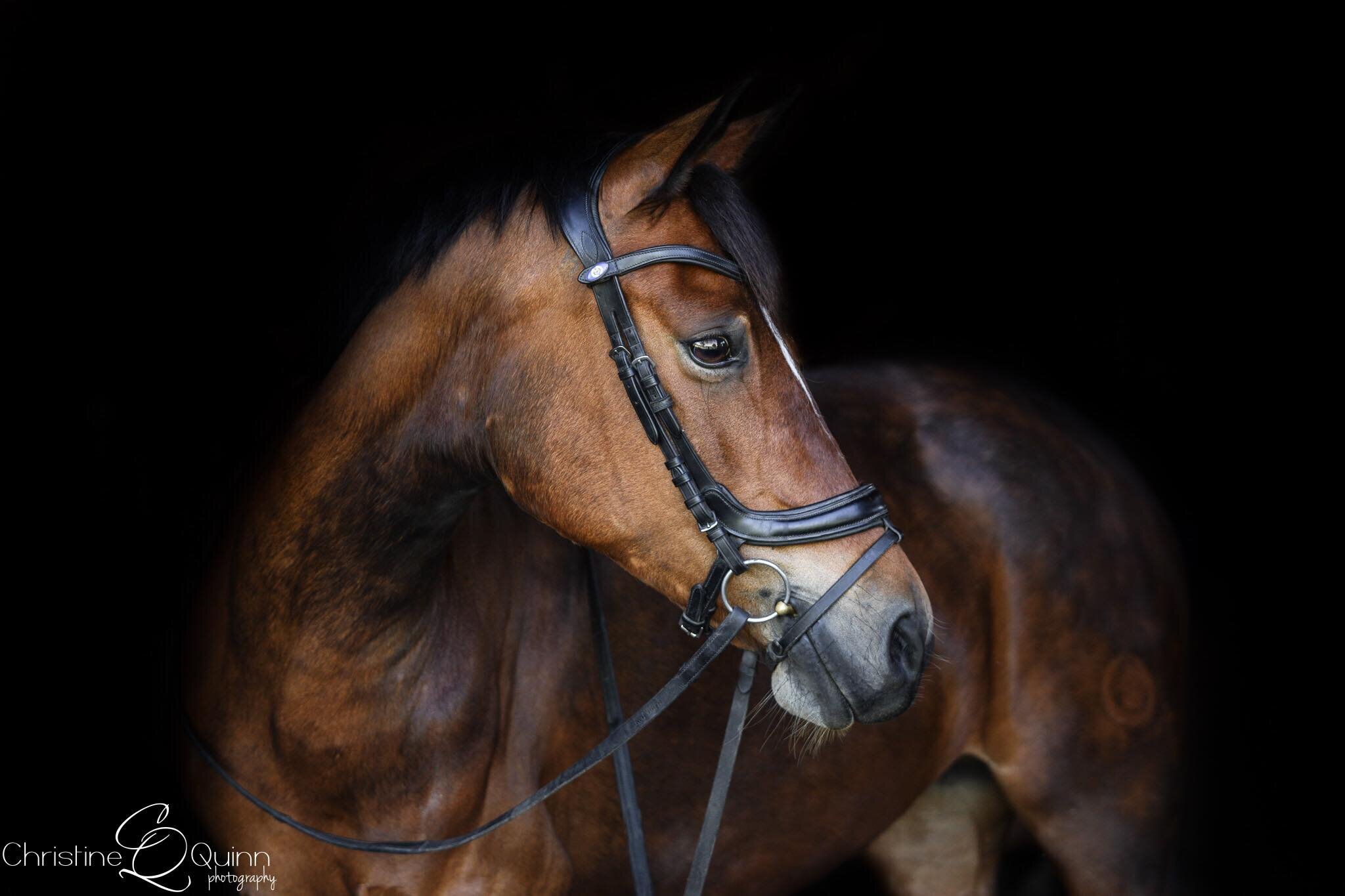 Fiona | Elhanan Equestrian | German Riding Pony | Dressage & Eventing | Aiken, SC3.jpg