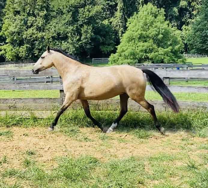 Kynynmont Erin Margret | Elhanan Equestrian | Greenwood, SC.jpg