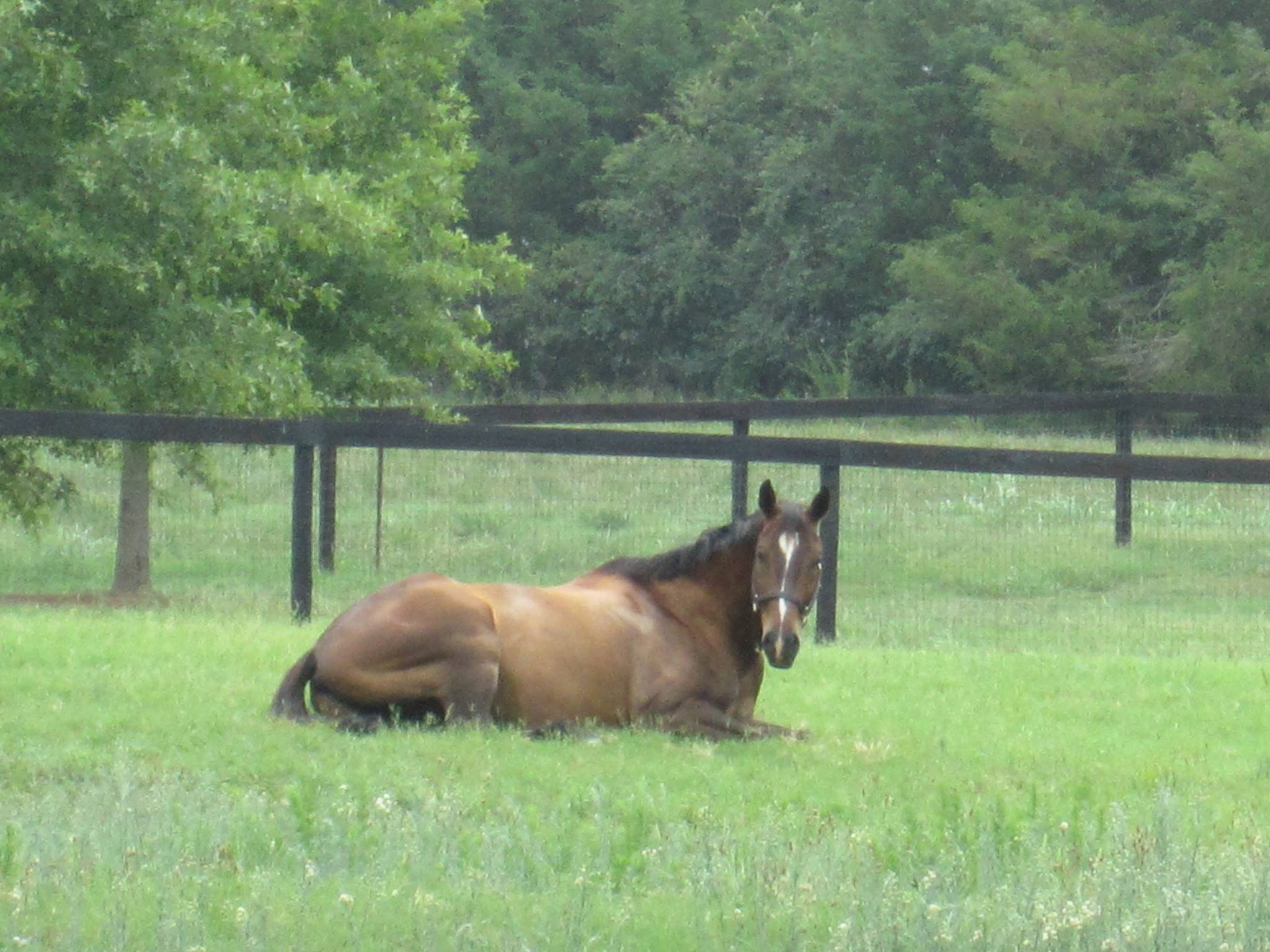 Lori Cook FB 12.13.16 2013 Will napping in the front pasture at Nicholson, Ga.jpg