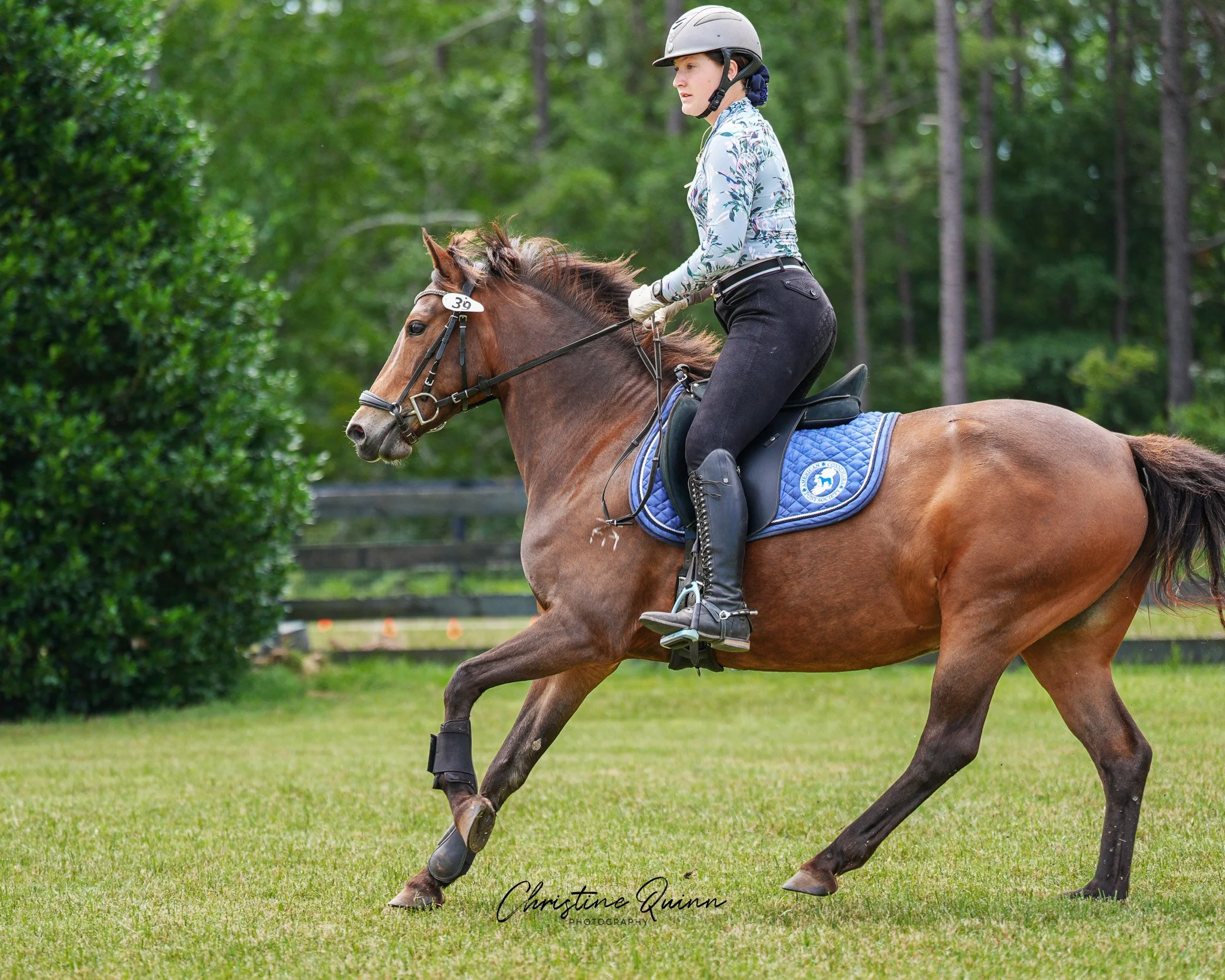 Piper | XC | Elhanan Equestrian | Vista | 6.7.25.jpg