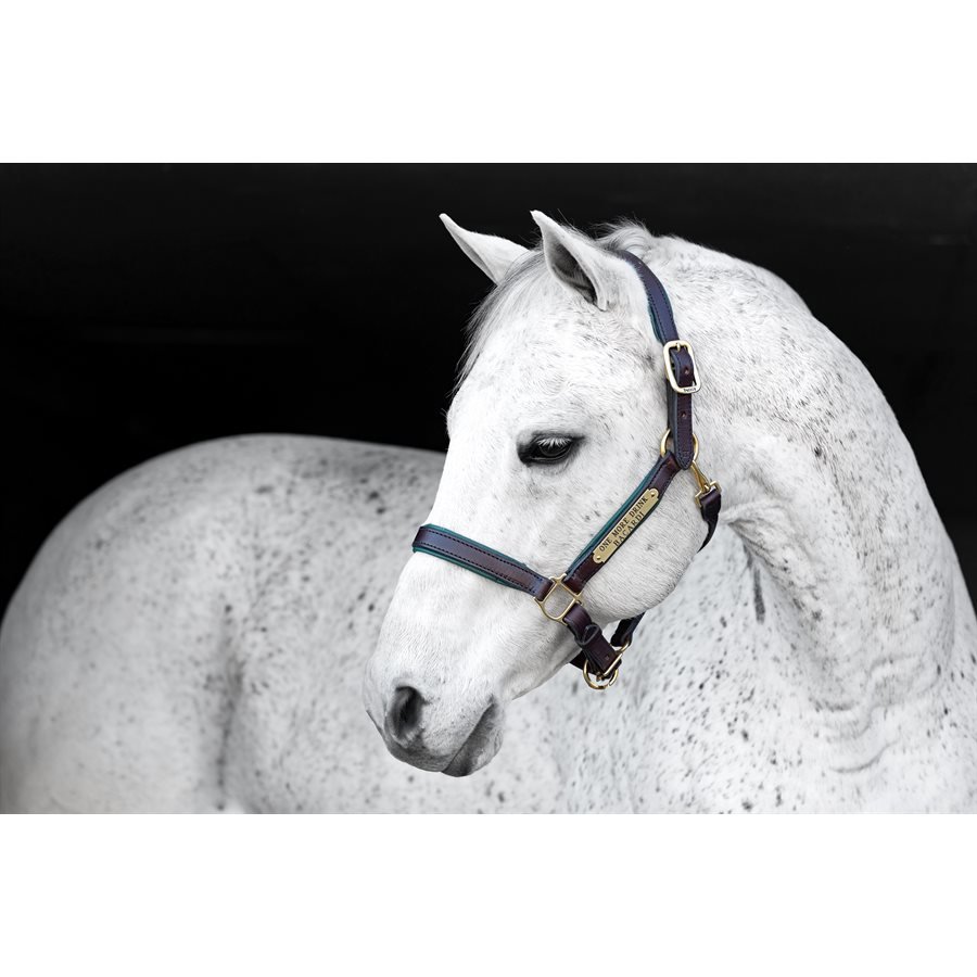 190_PaddedHalter_04-Z.jpeg