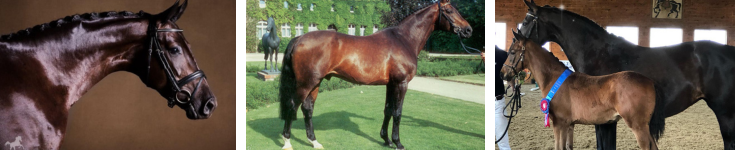 Sale Horse Contact image.png