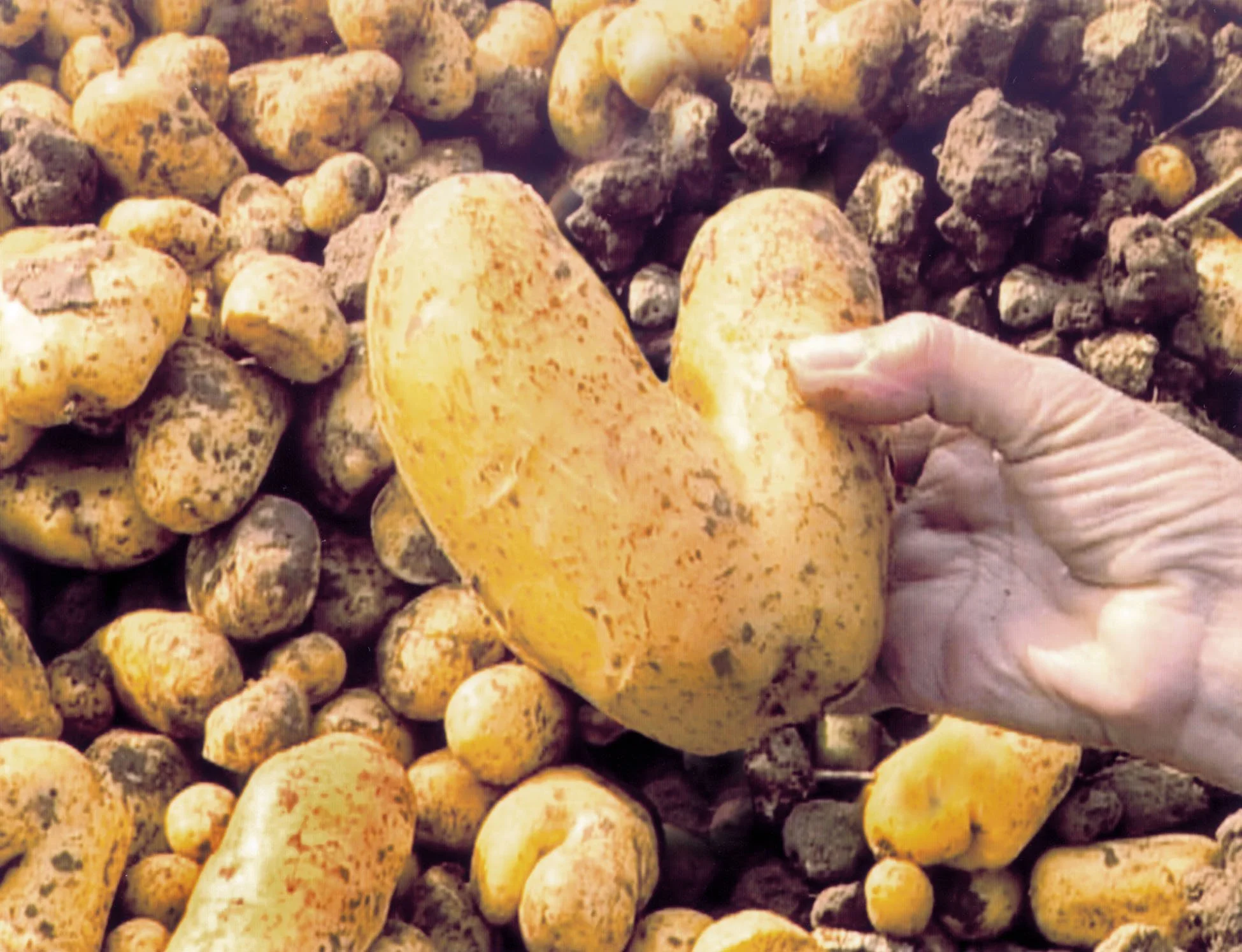 The Gleaners and I (Les Glaneurs et la Glaneuse )