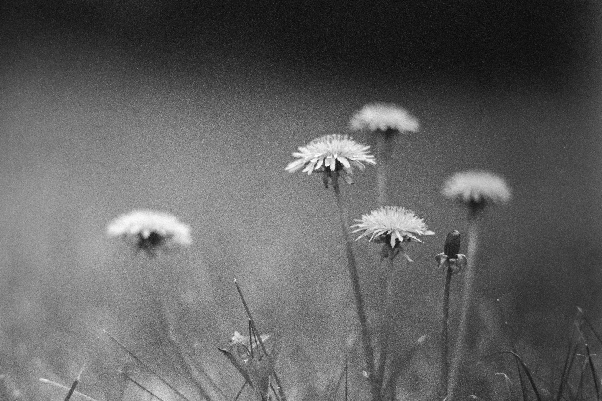 Black and white close-up photograph of wildflowers, developed from VISION3 200T film