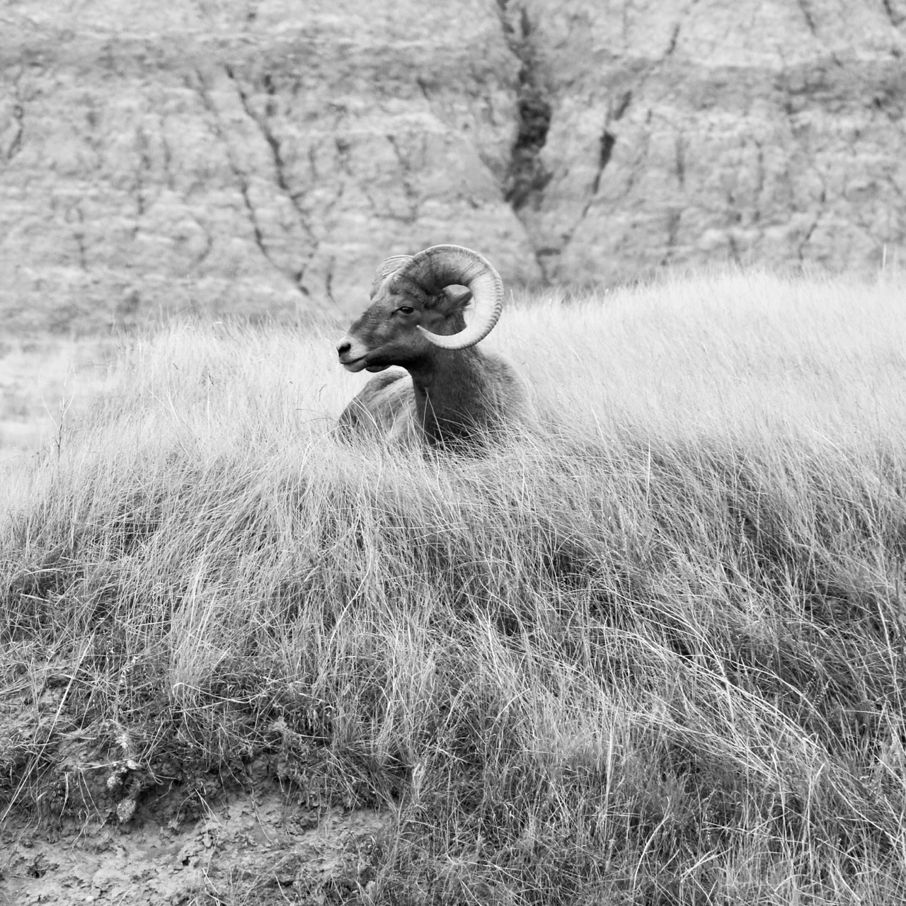 Big Horn in the Afternoon - Badlands