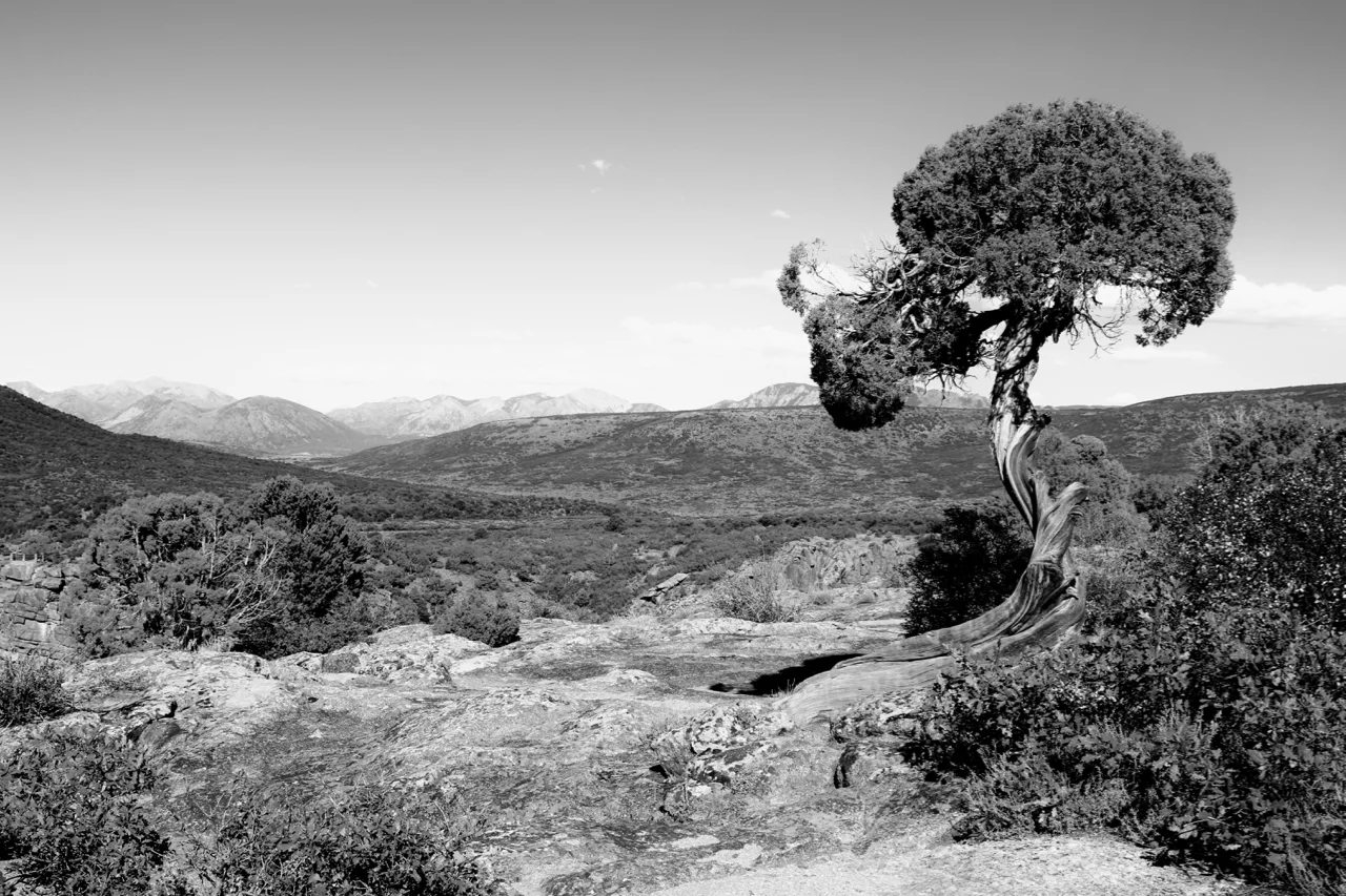 Windswept - Black Canyon