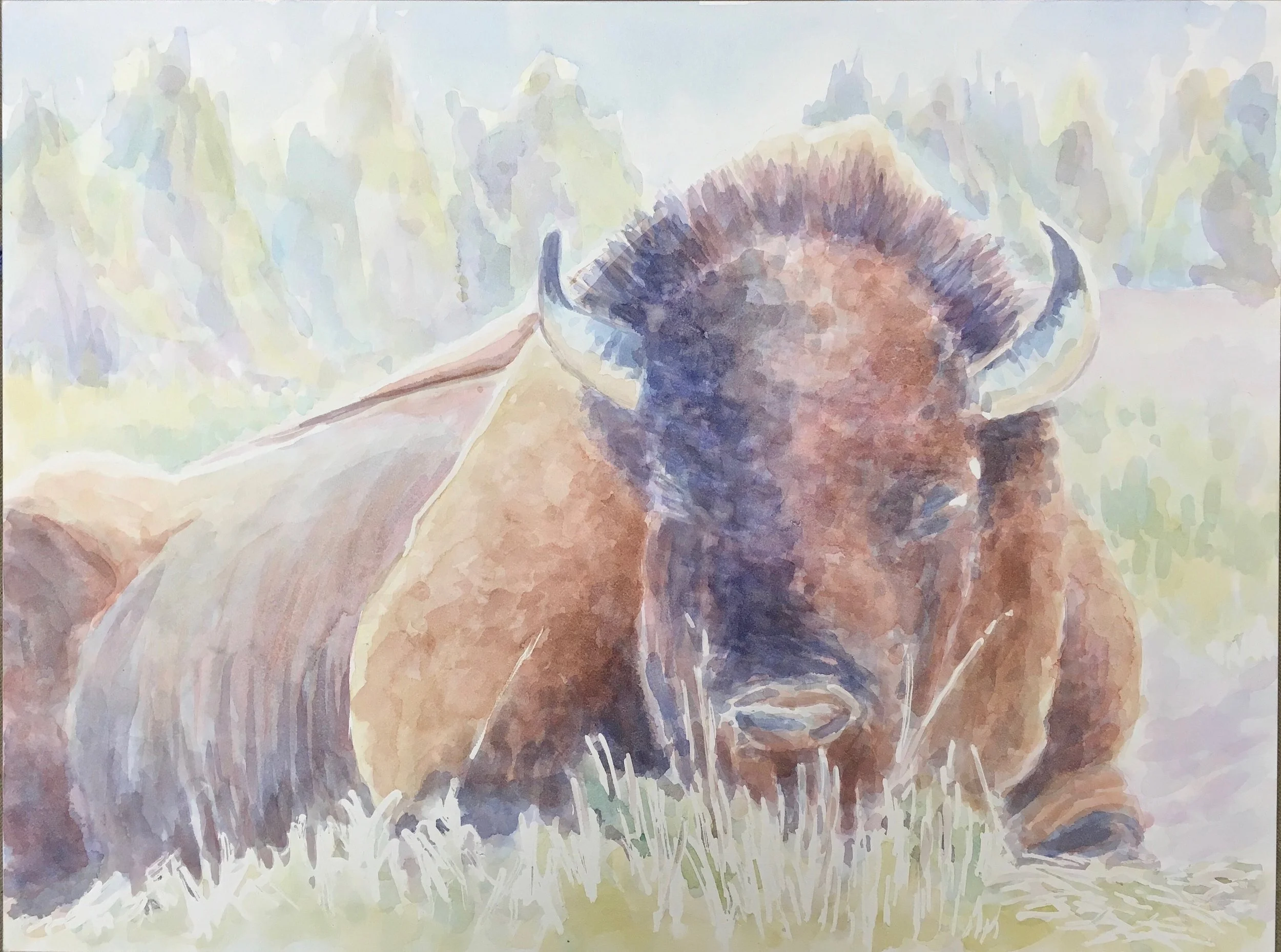 Bison Sleeping, Yellowstone National Park - watercolor