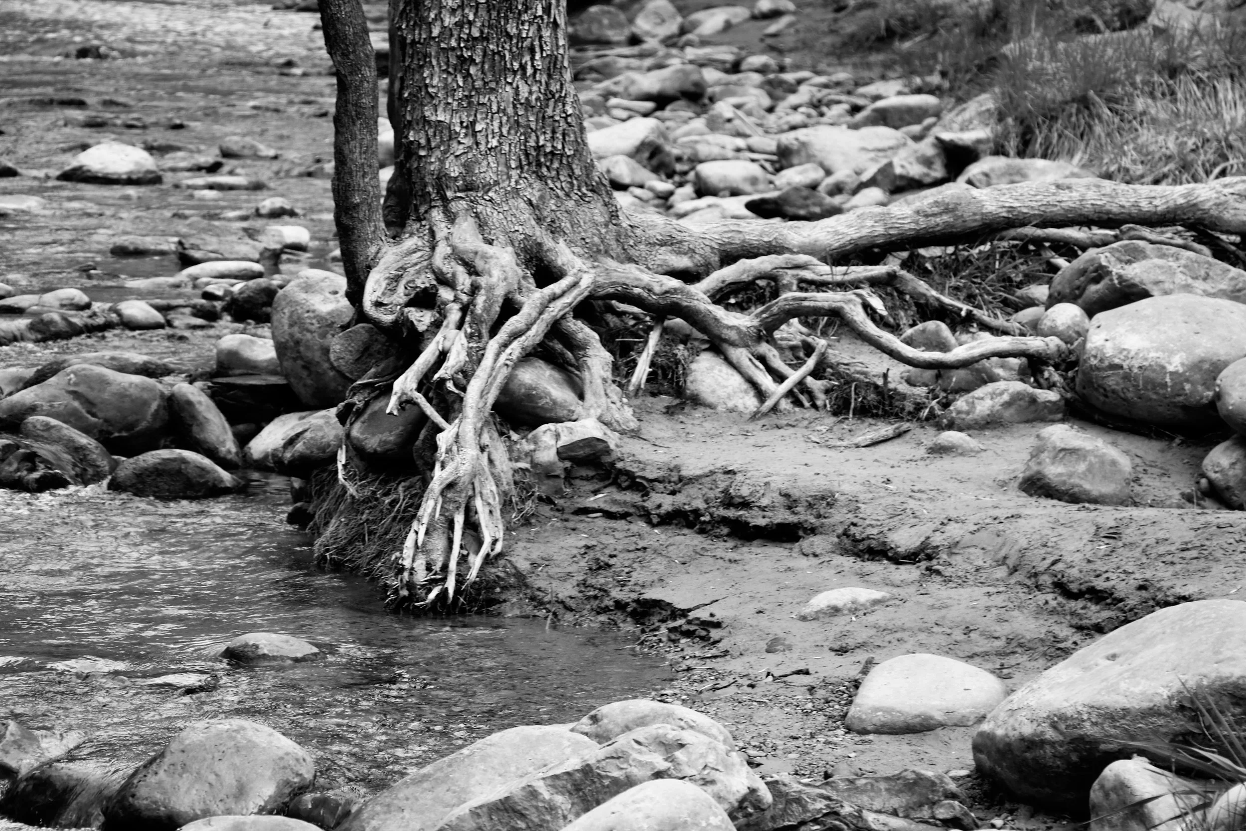 Rooted Tapestry - Zion