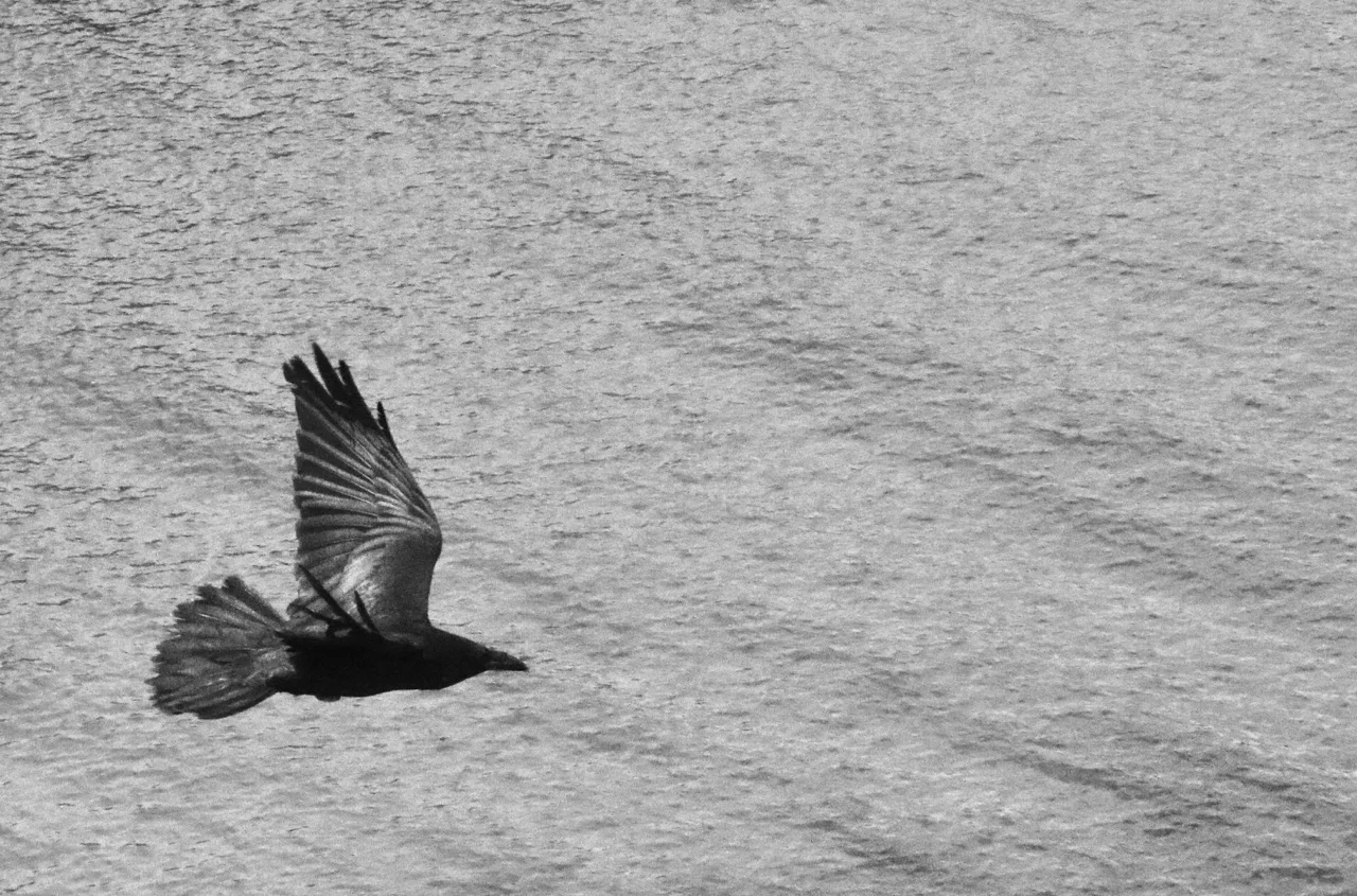Contrasting textures - Raven and Water - Santa Cruz Island, Channel Islands National Park