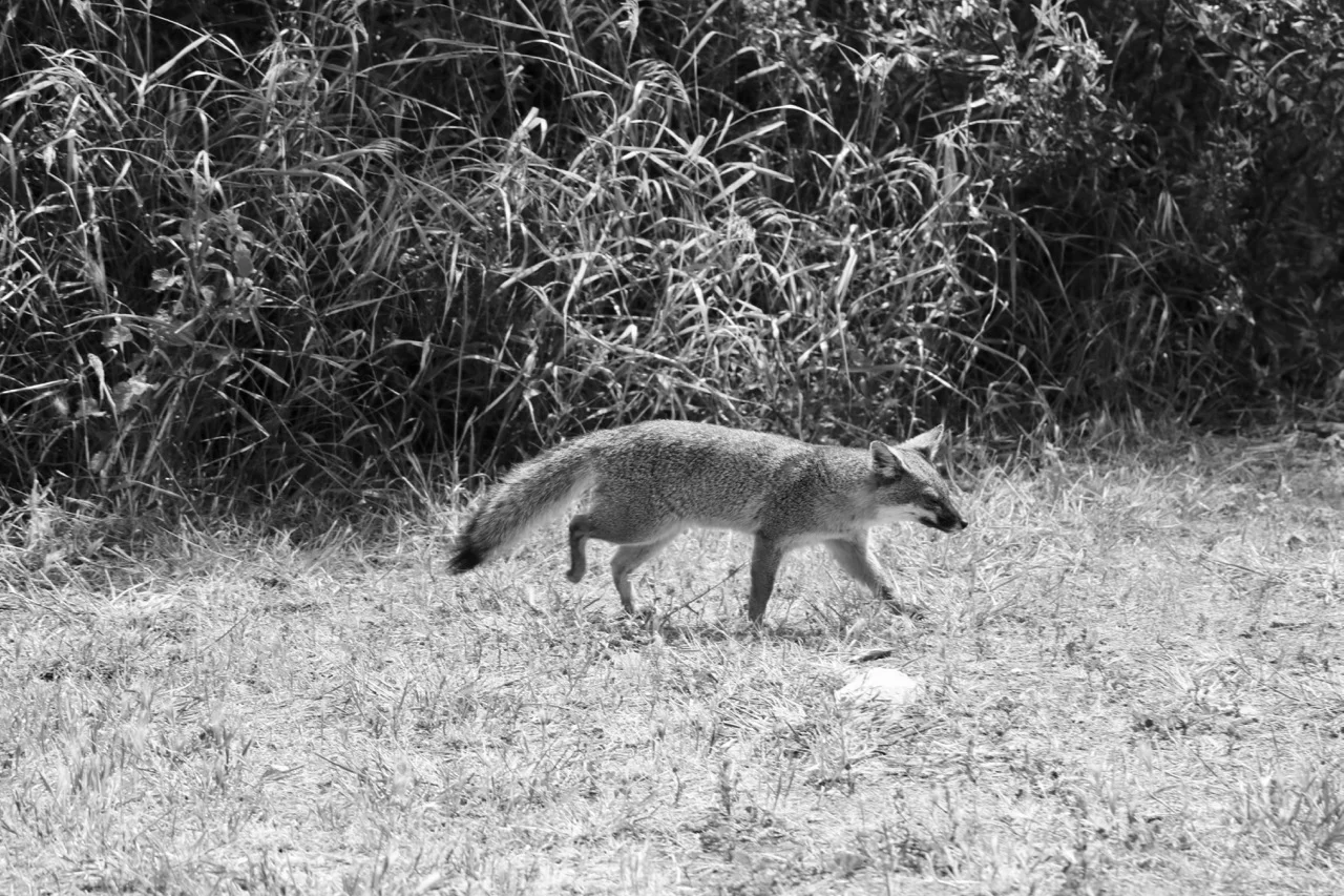 Island Fox, Santa Cruz Island - Channel Islands National Park