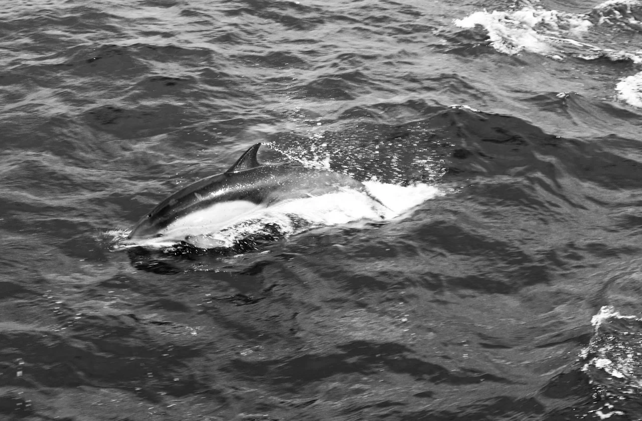 Following us Home - Channel Islands National Park