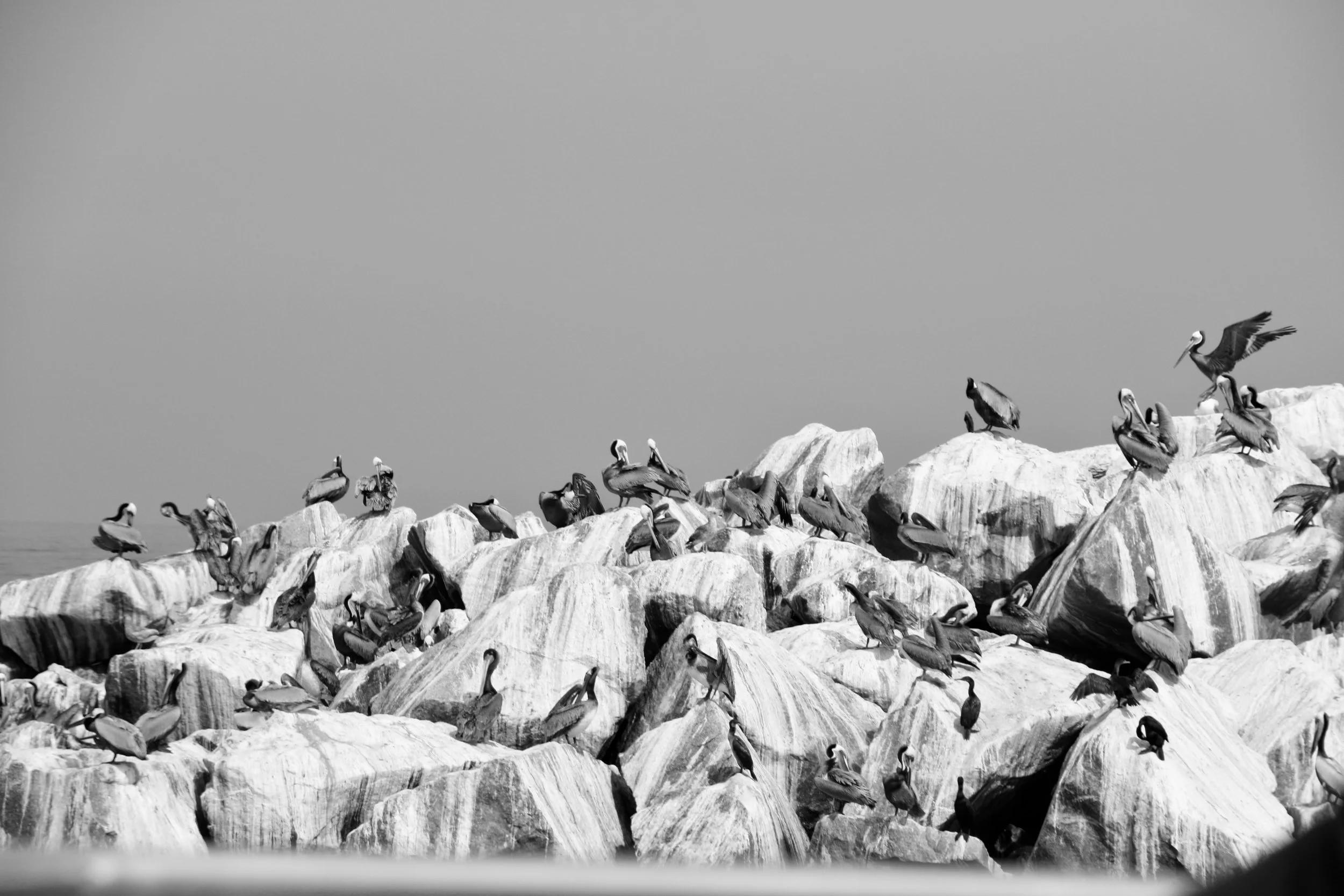 Pelican Rest - Channel Islands