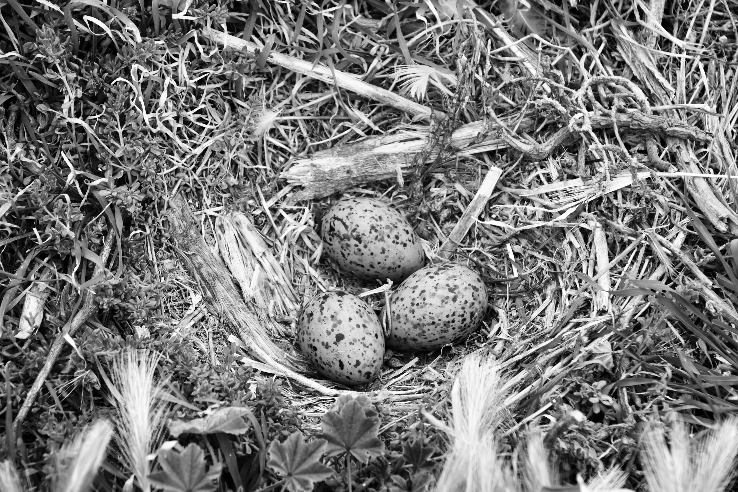 Triplets, Seagull Rookery - Anacapa Island, Channel Islands