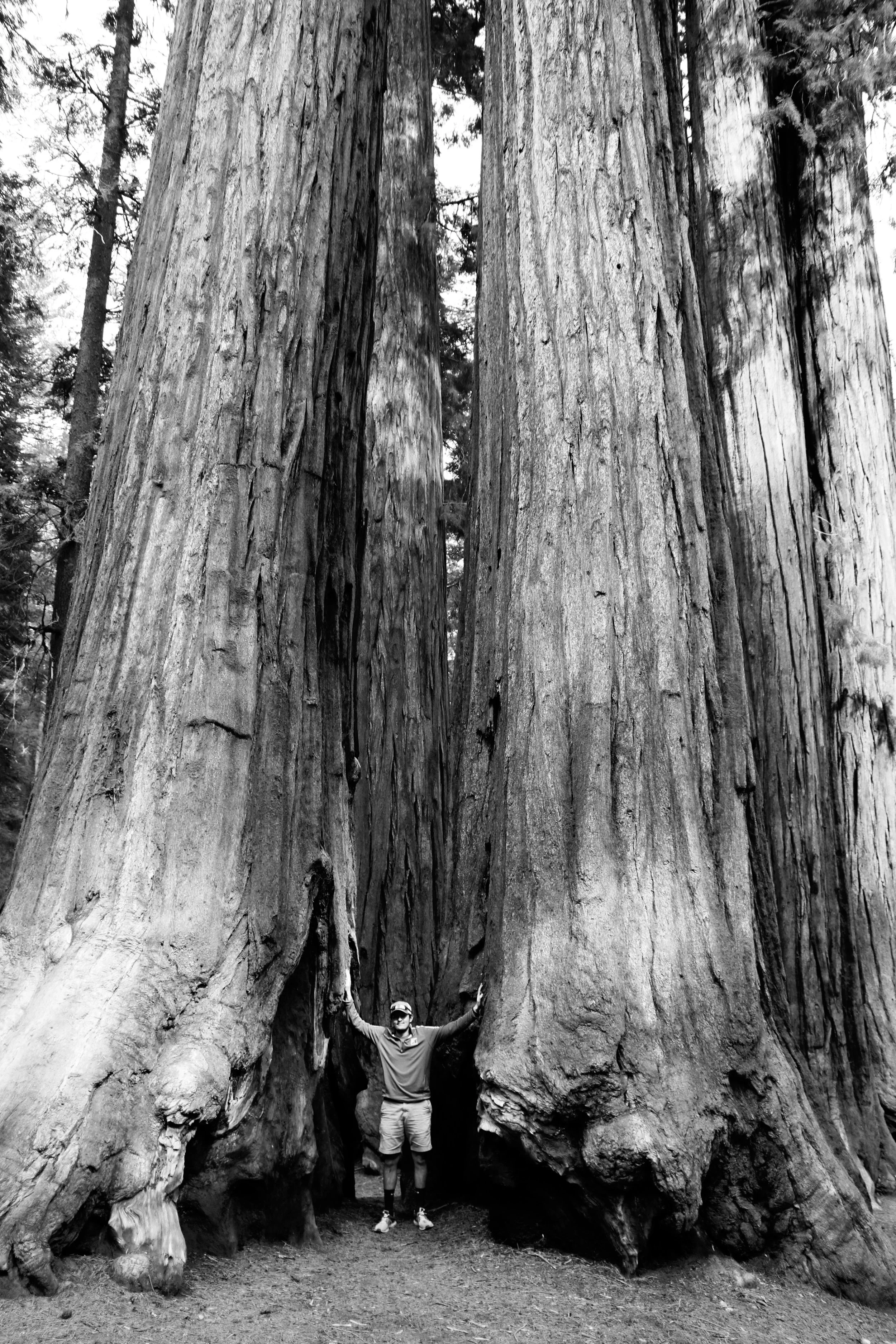 Among Giants - Sequoia