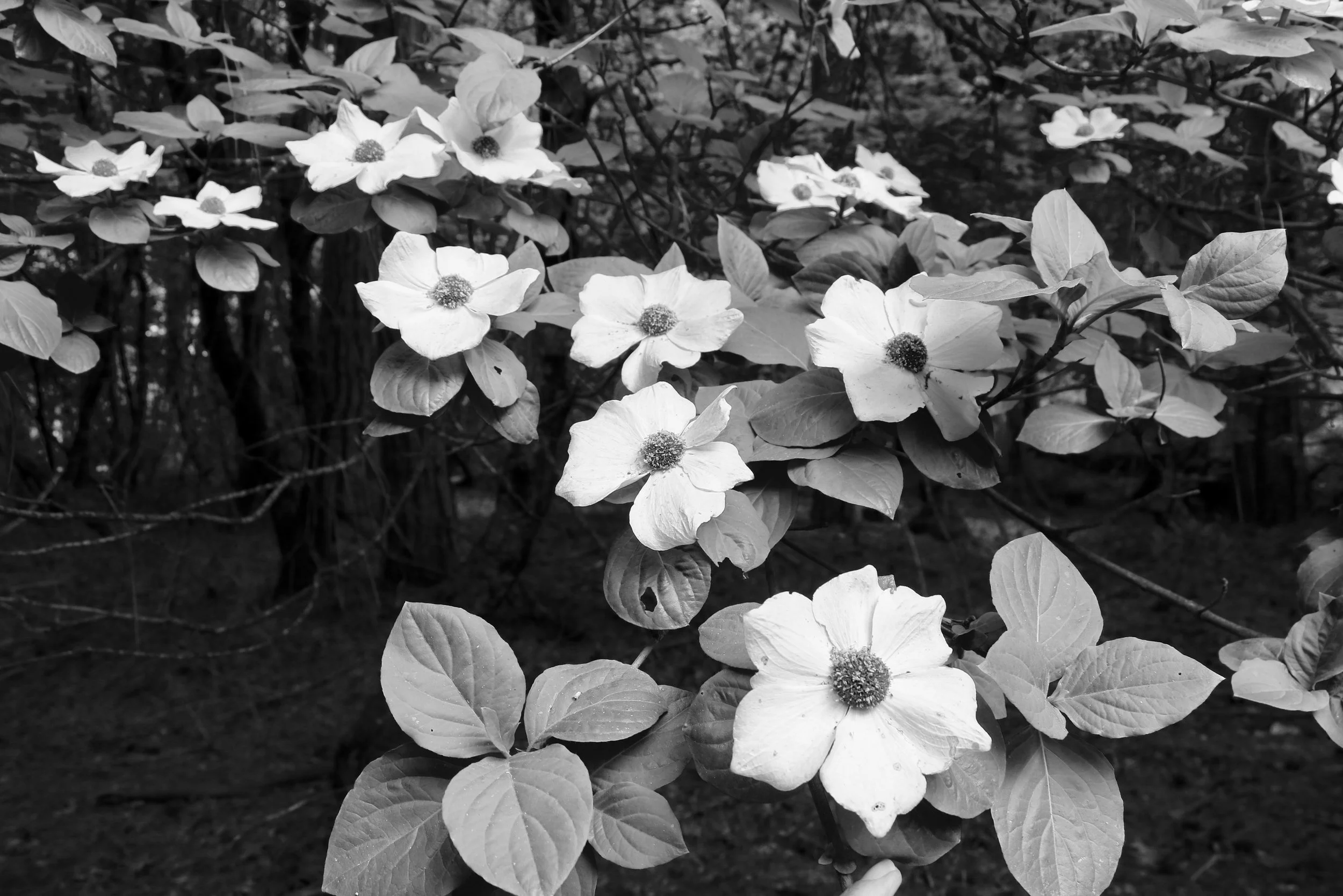 Pacific Dogwoods in Bloom - Yosemite