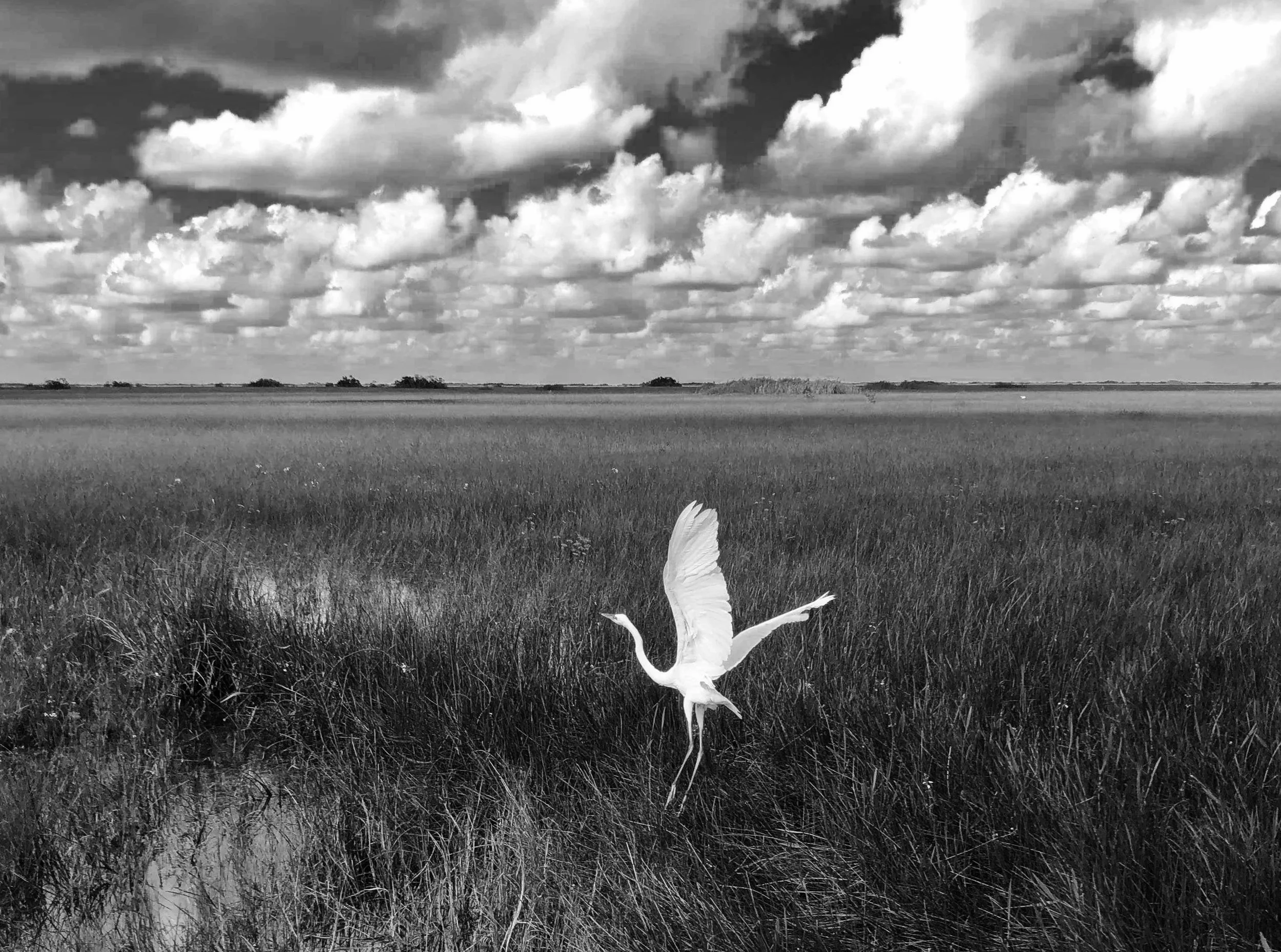 Soft Landing, Everglades