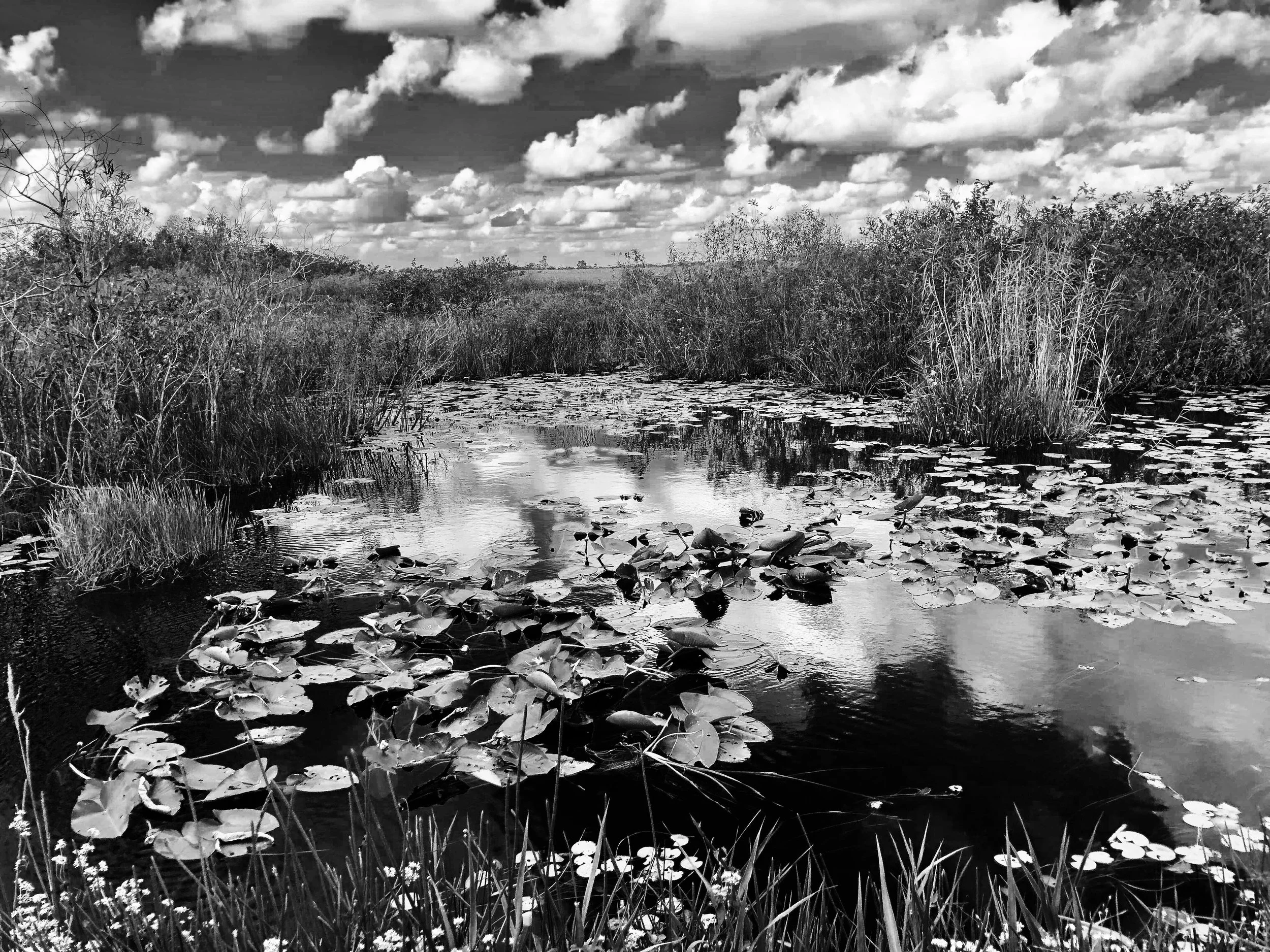 Waterlilies, Everglades