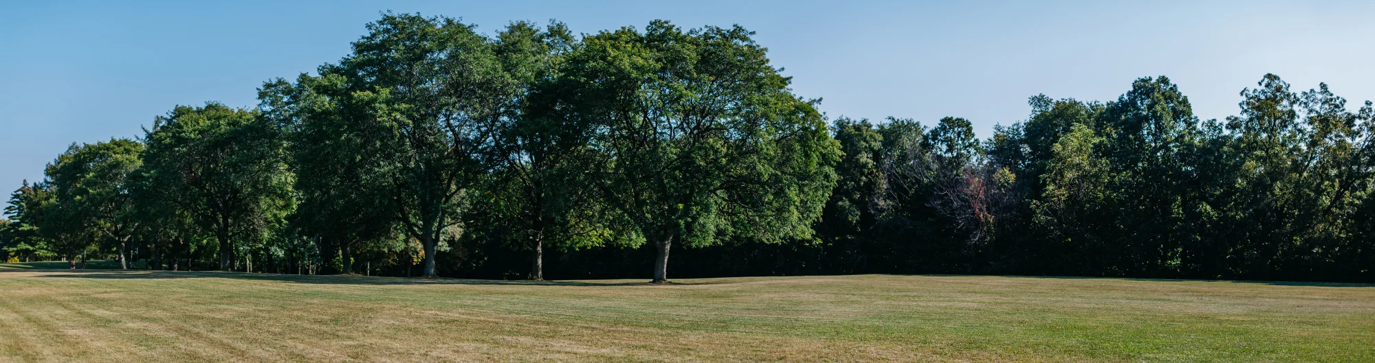 Park-Trees.jpg