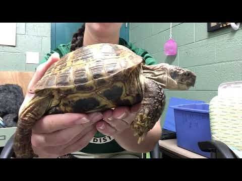 Animal Tales Videos — Rockford Park District Animal Tales Videos — Rockford Park District