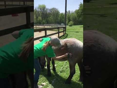 Animal Tales Videos — Rockford Park District Animal Tales Videos — Rockford Park District