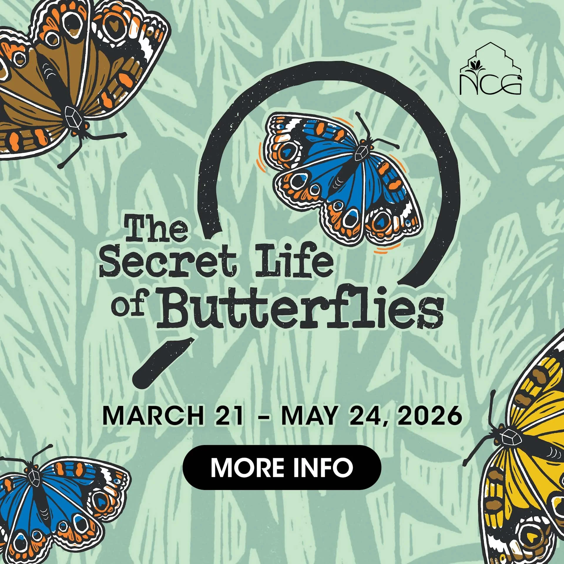 Secret Life of Butterflies