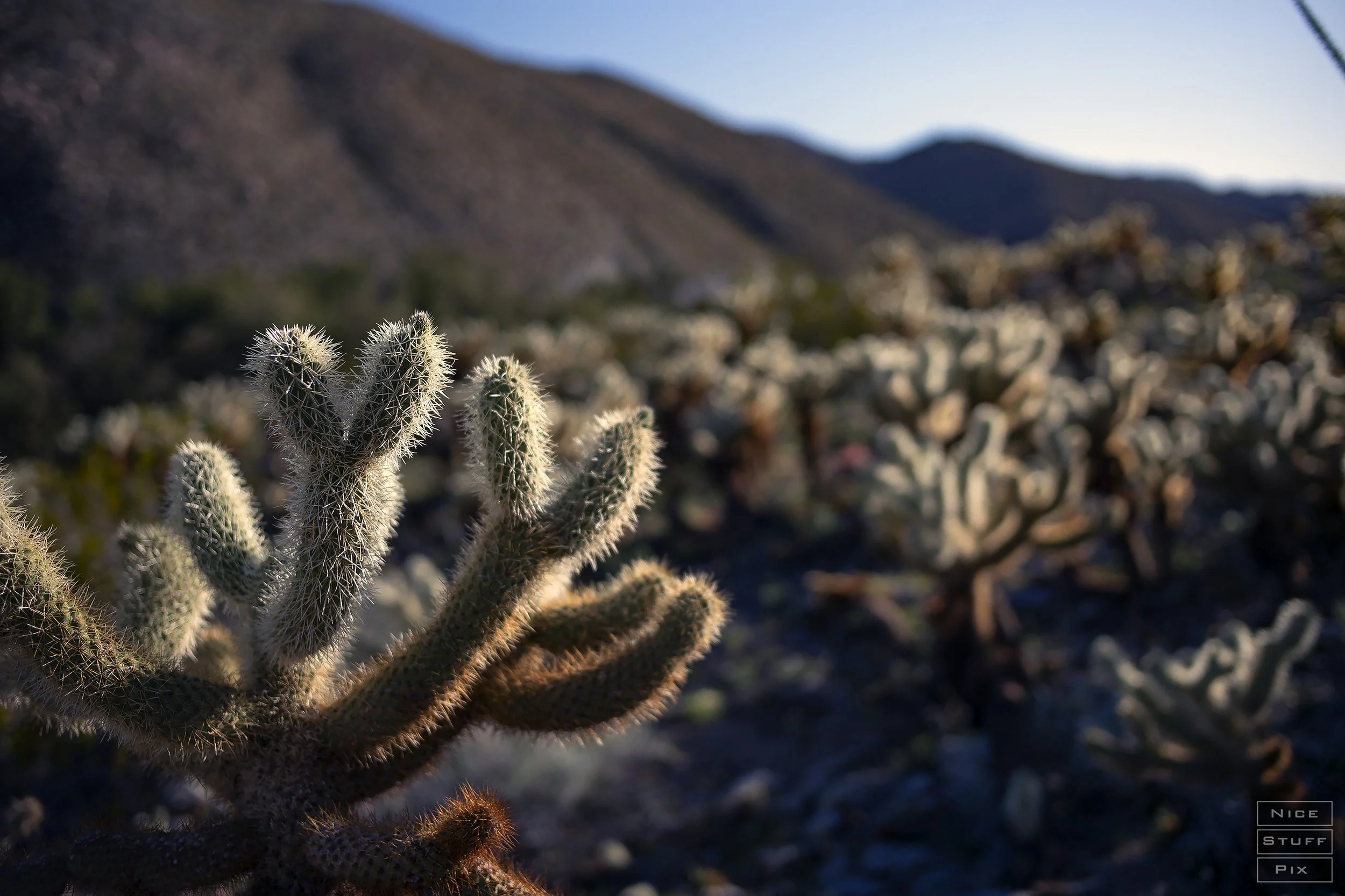 Anza Borrego State Park, California 2023