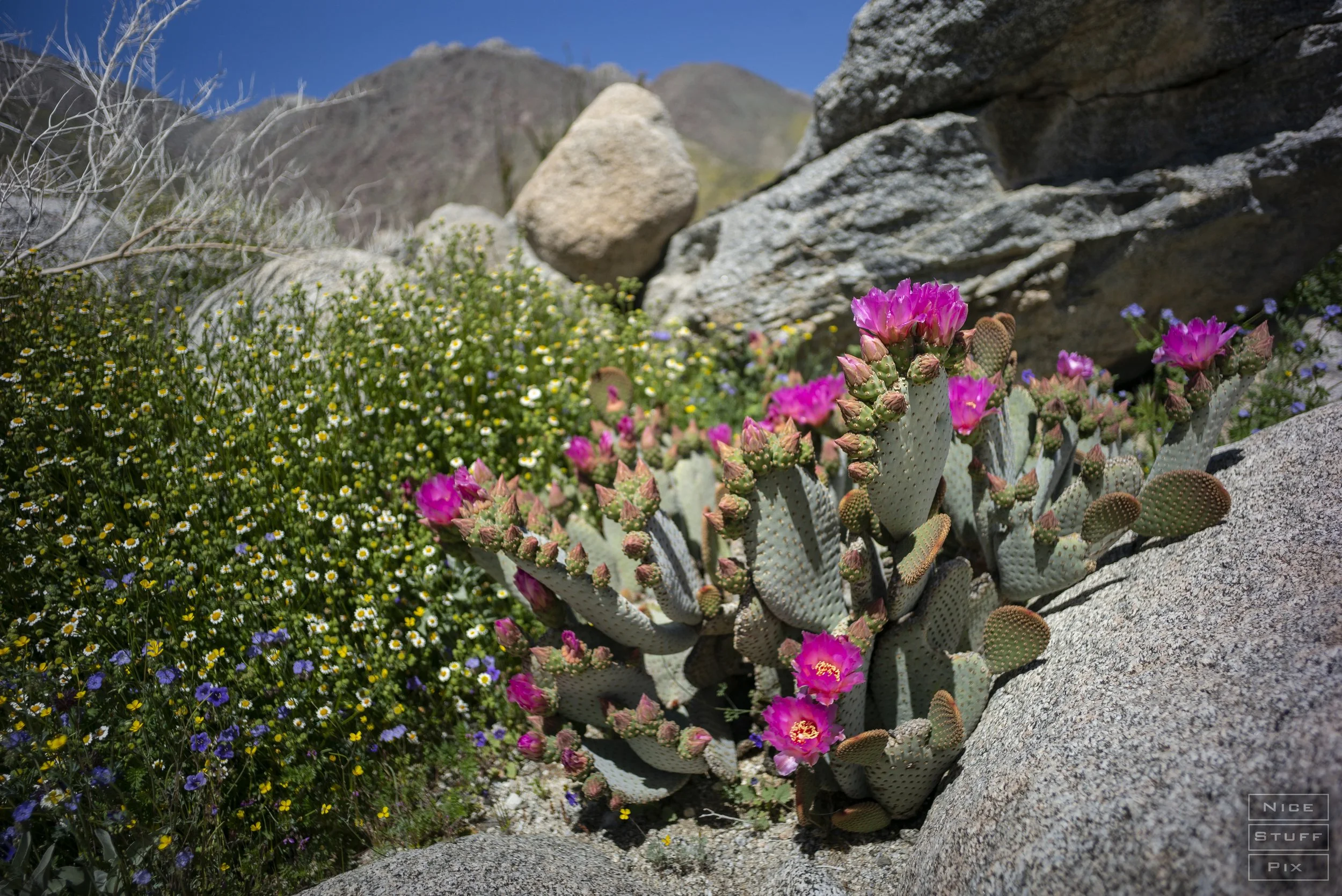 Anza Borrego State Park, California 2023