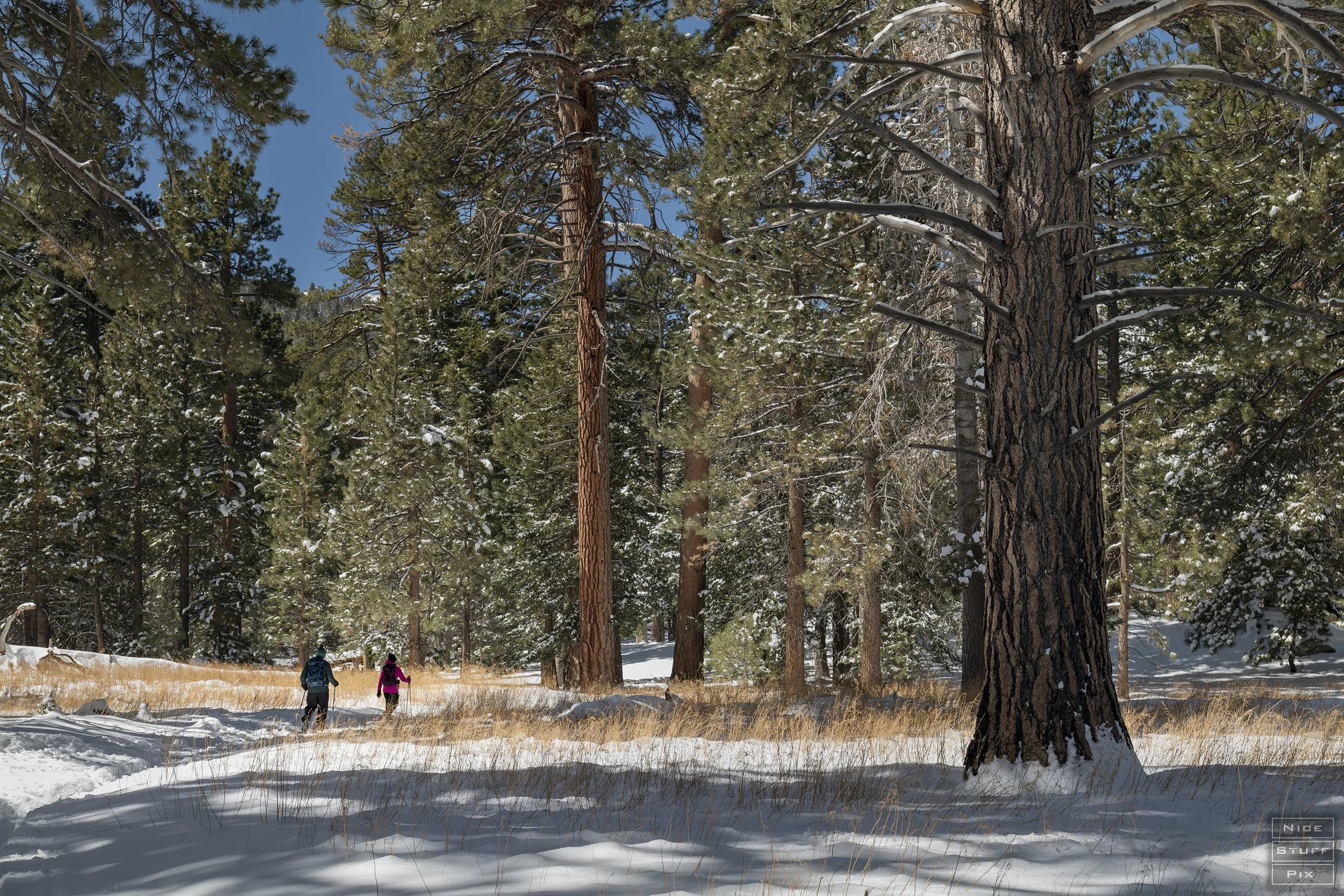 Mt. San Jacinto State Park, California 2025