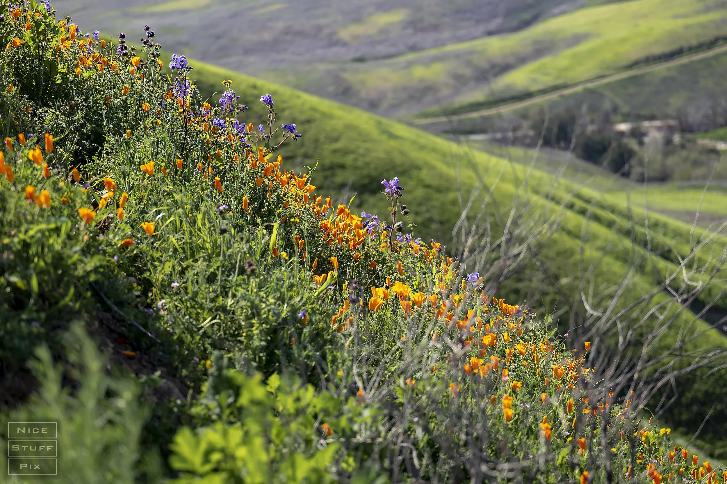 Wildflower bloom, Chino Hills State Park California, 2023
