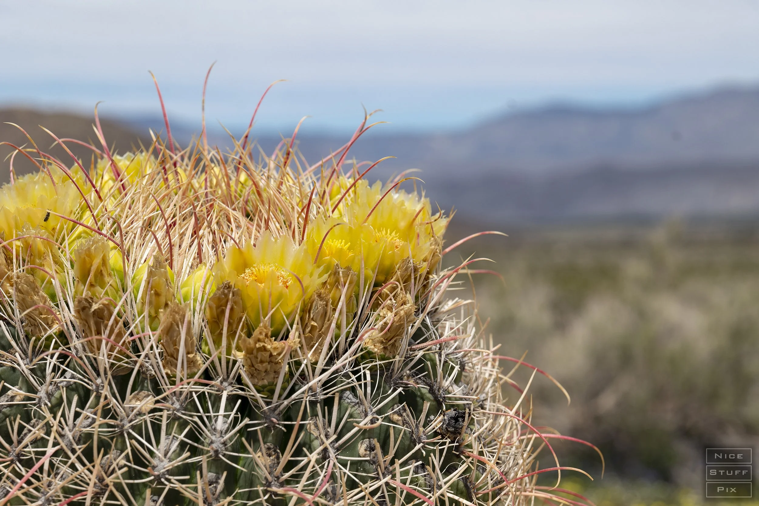 Desert Bloom, Anza Borrego State Park California, 2023