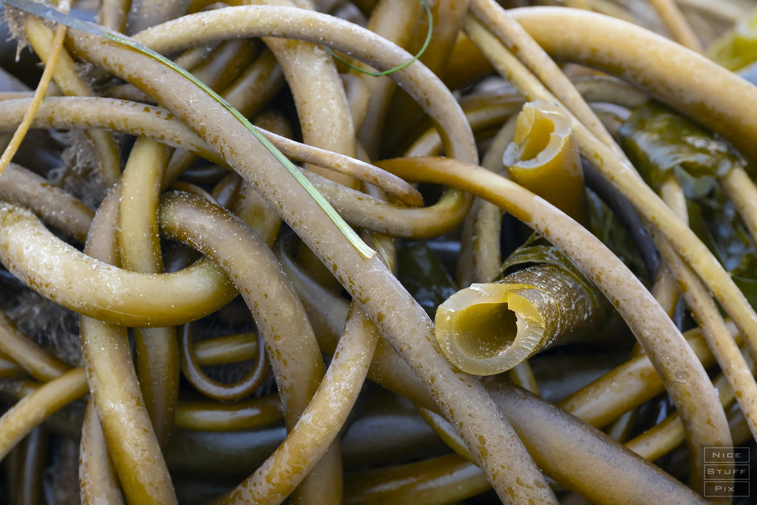 Seaweed, Morro Dunes State Park, California 2024