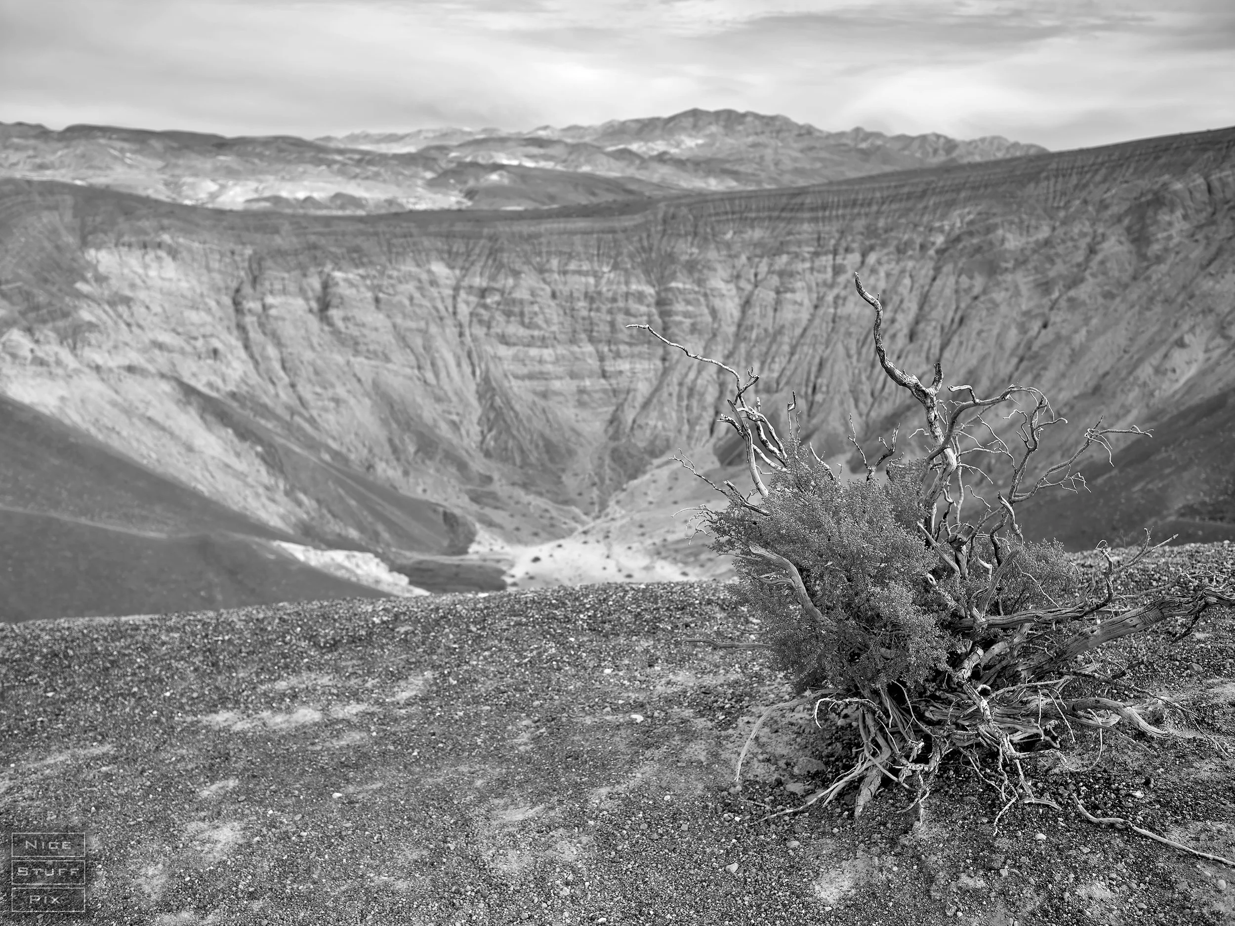 Scrub Brush, Death Valley Ubehebe Crater, California 2025