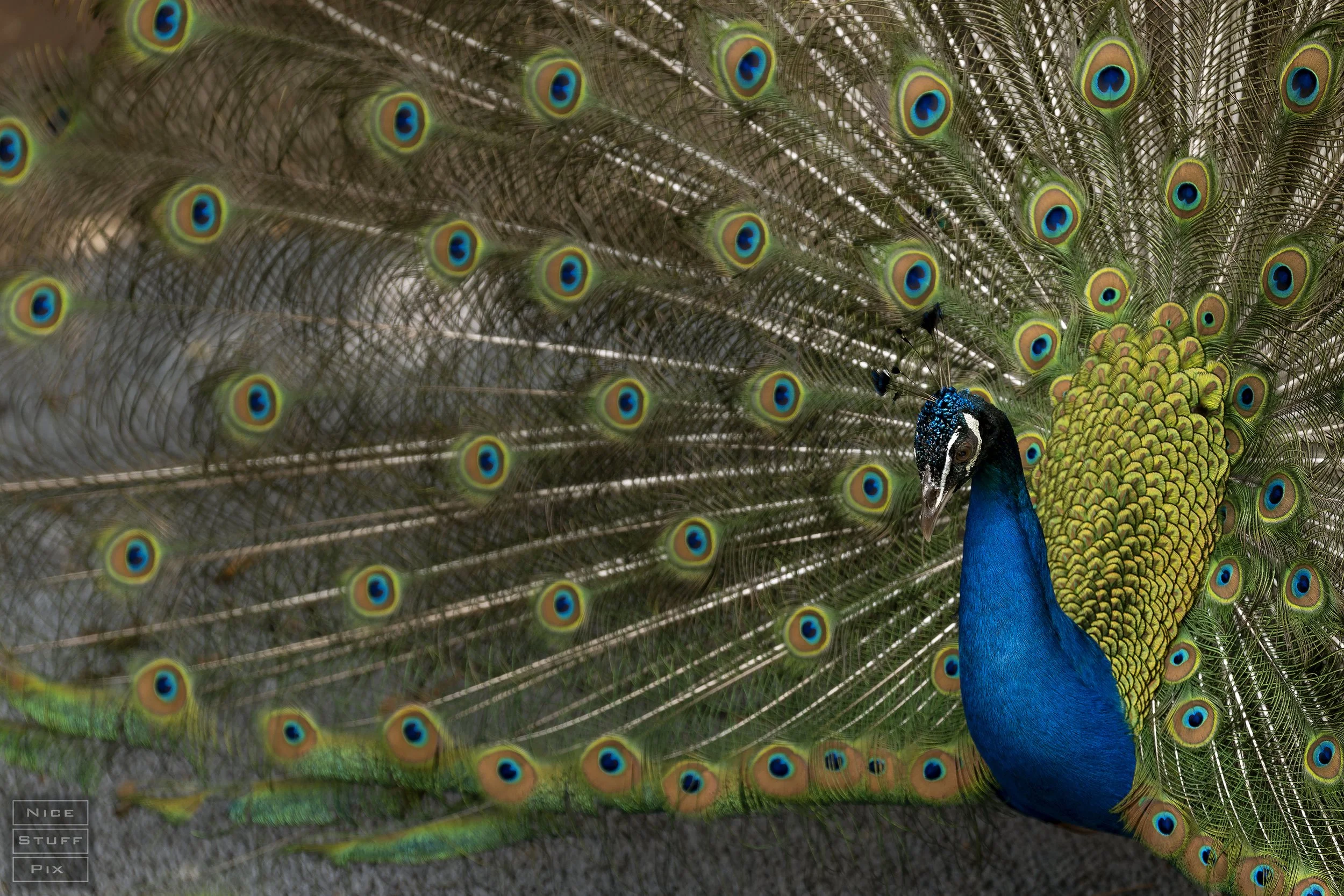 Peacock, Los Angeles Zoo, 2025