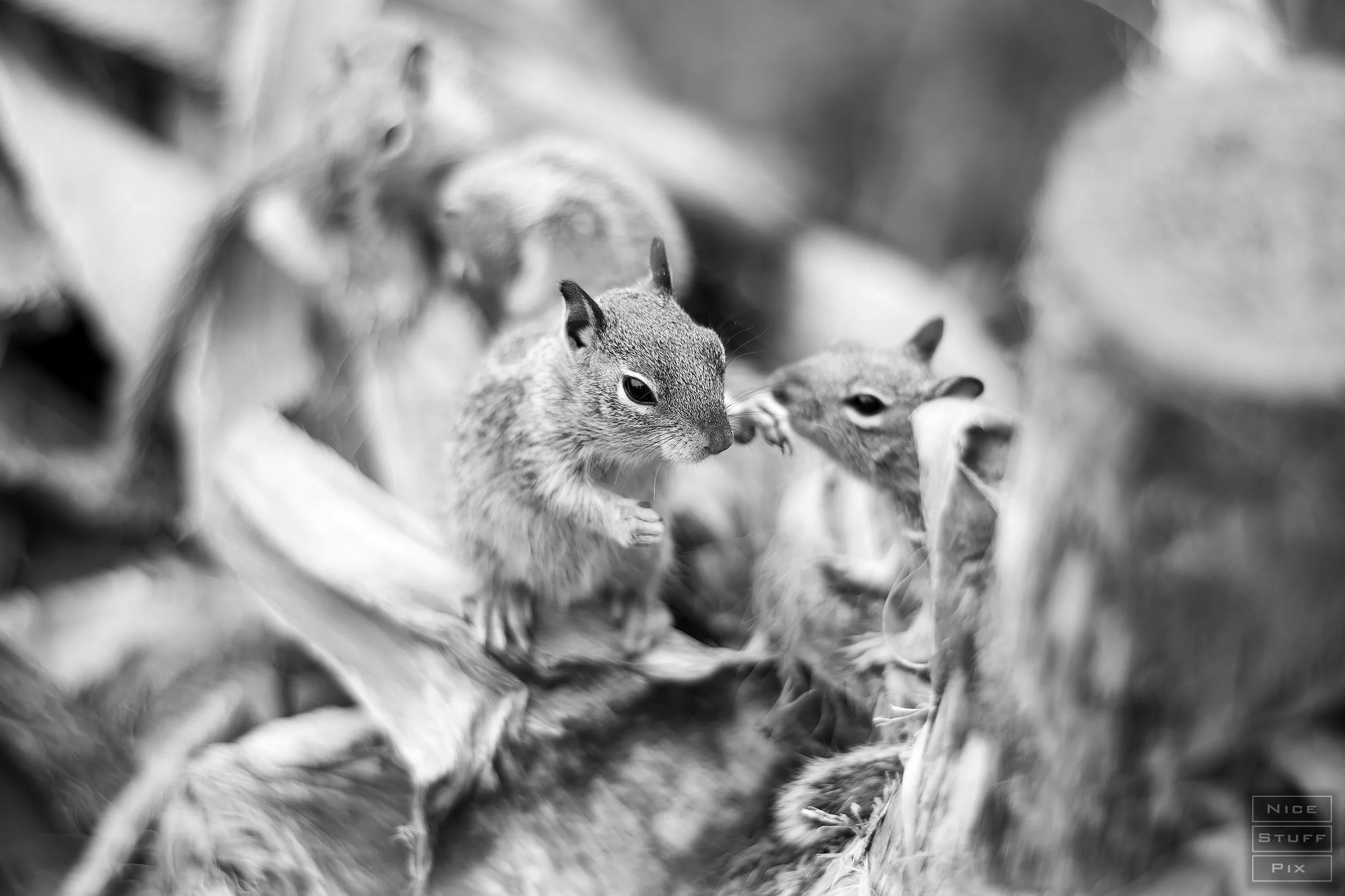 California Ground Squirrels, Santa Monica, 2026