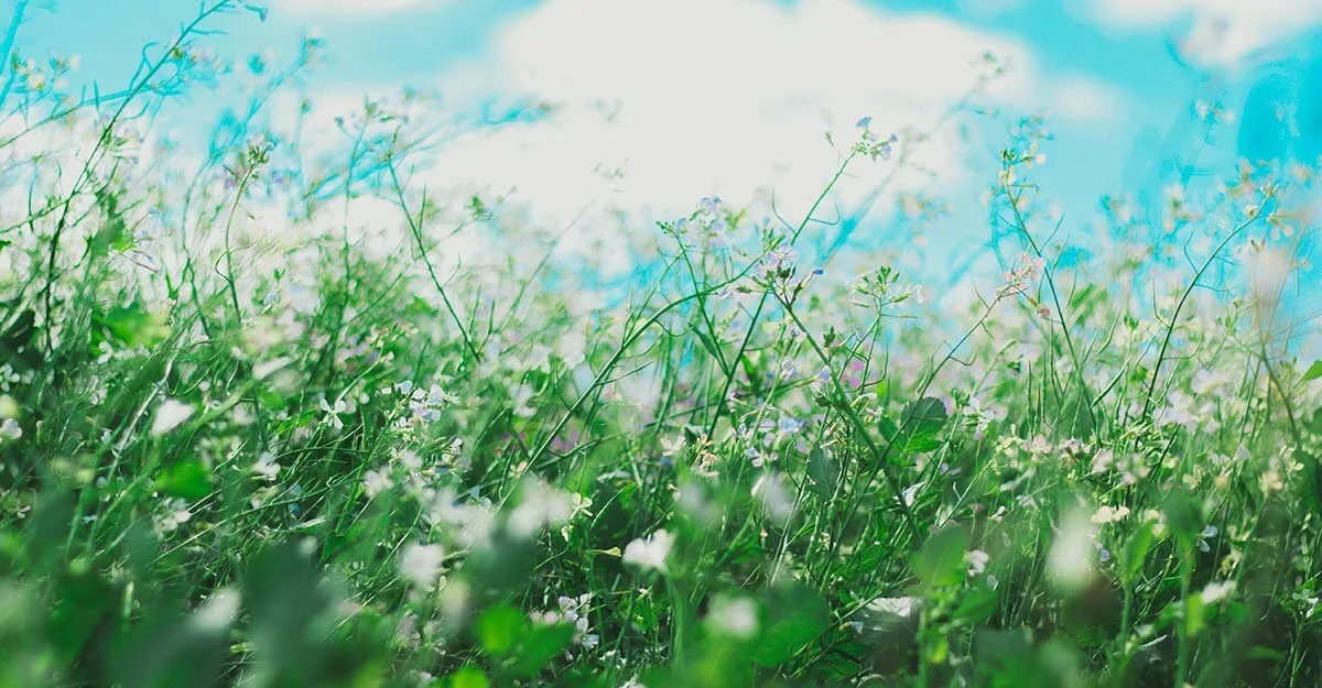 LISTEN: What Every Parent Needs to Know about Allergies