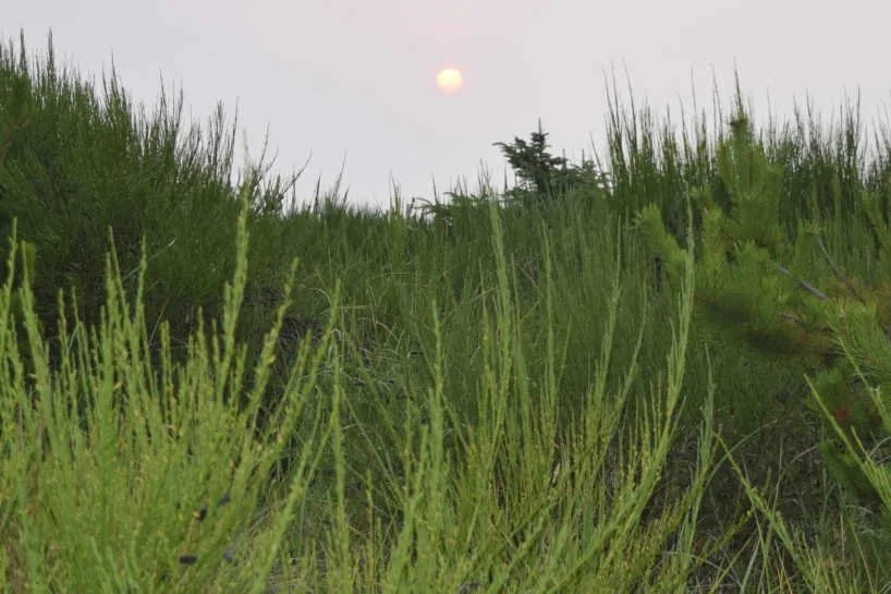 DSC_0070 website moon copyg.jpg