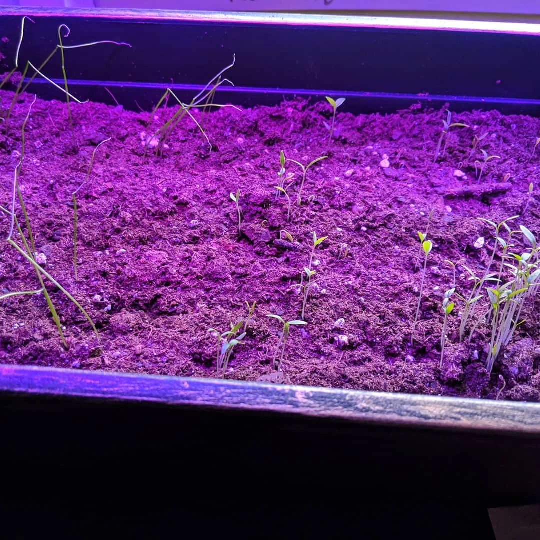 The kitchen herbs I'm growing for her sprouting