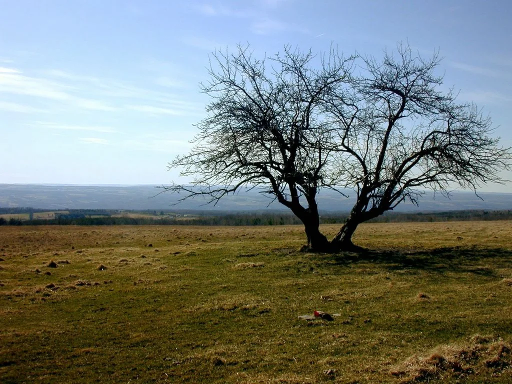 interlokentrailtree.jpg
