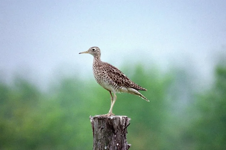 Birds of the Finger Lakes National Forest