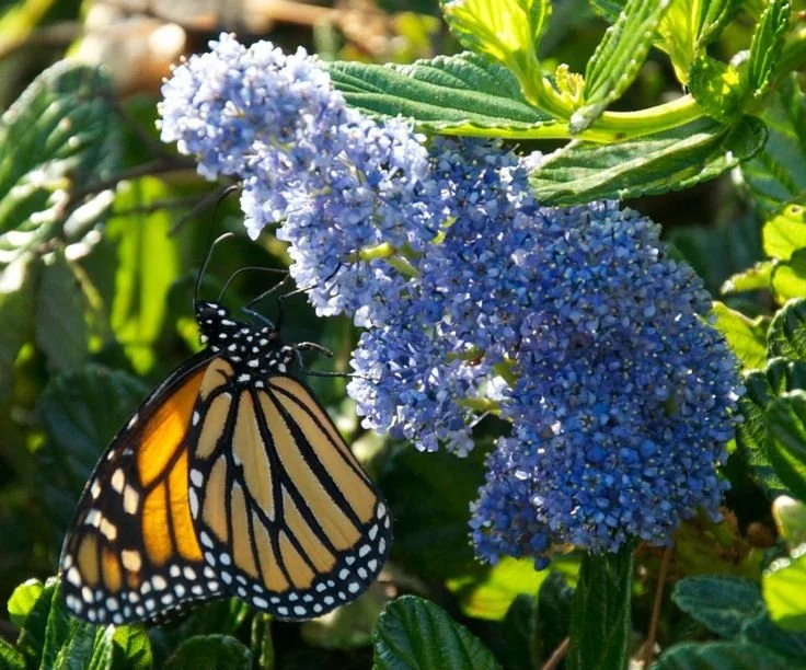 Butterflies of the Finger Lakes National Forest