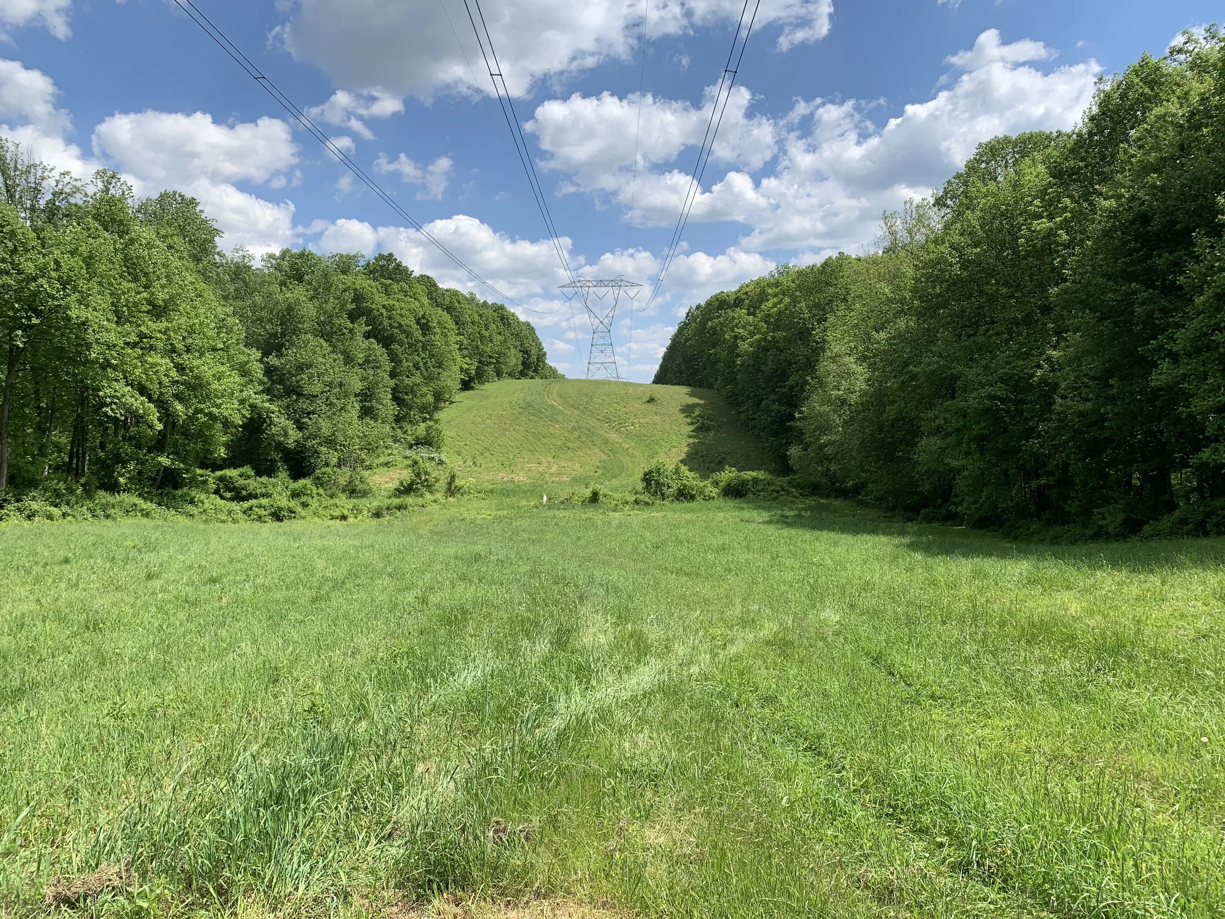 Integrated Vegetation Management Baltimore County — Design with Nature LLC