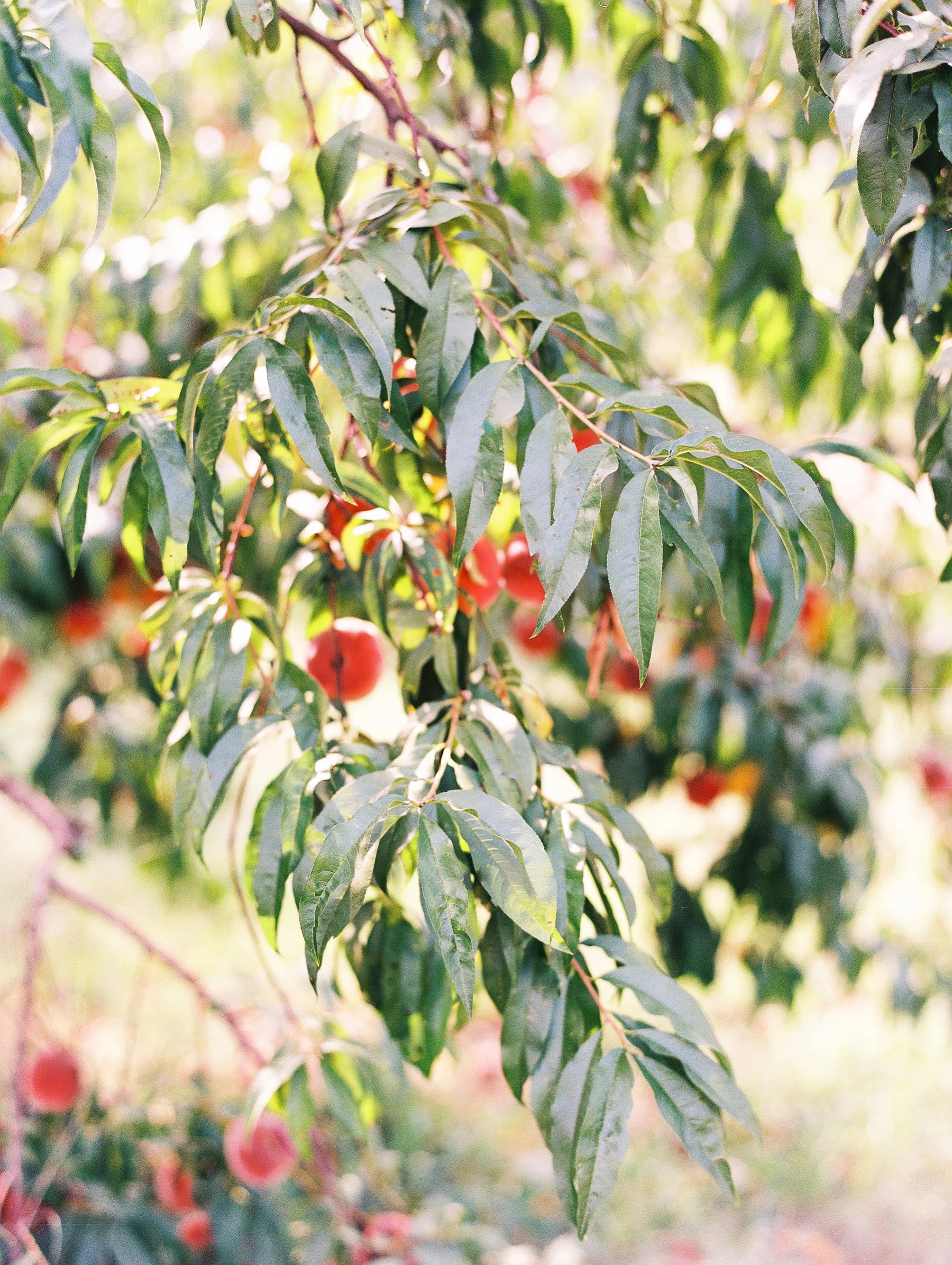 Peach-Orchard-Engagement-Session-Arkansas_0007.jpg