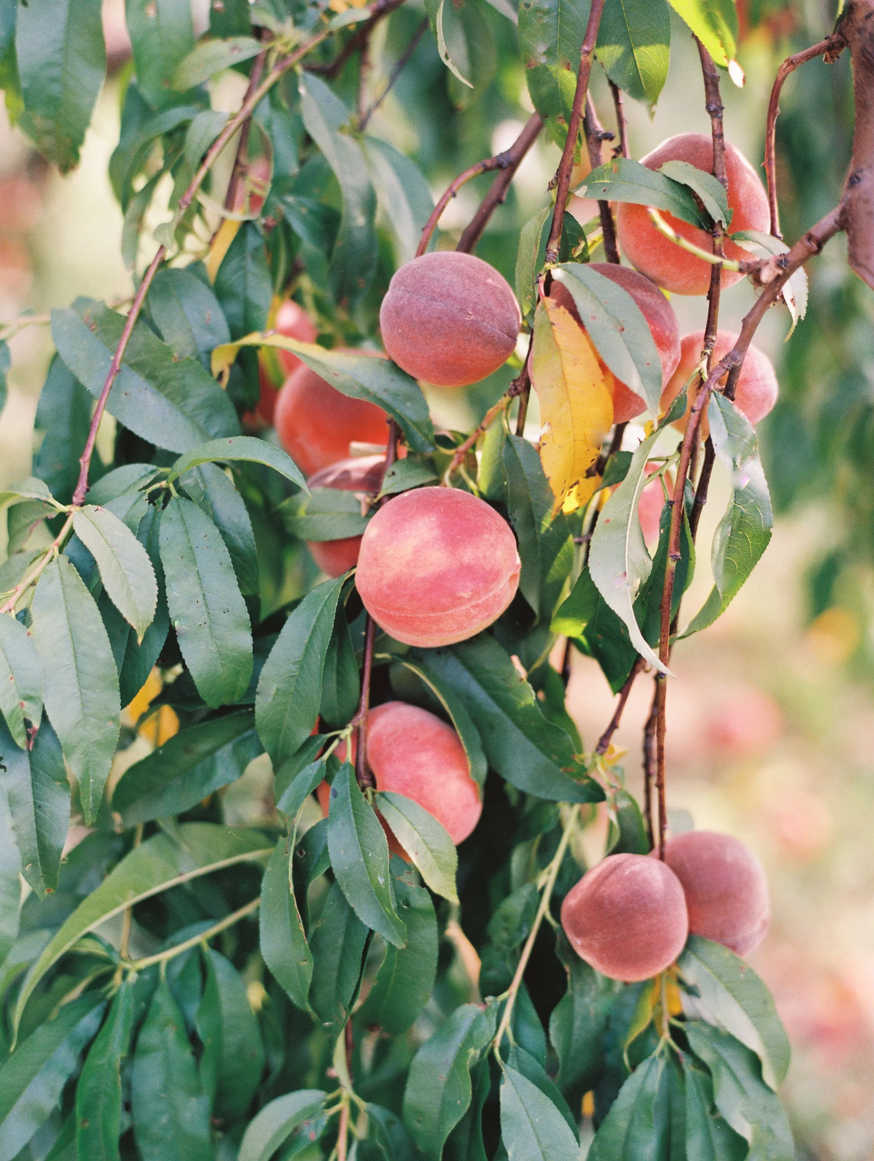 Peach-Orchard-Engagement-Session-Arkansas_0015.jpg